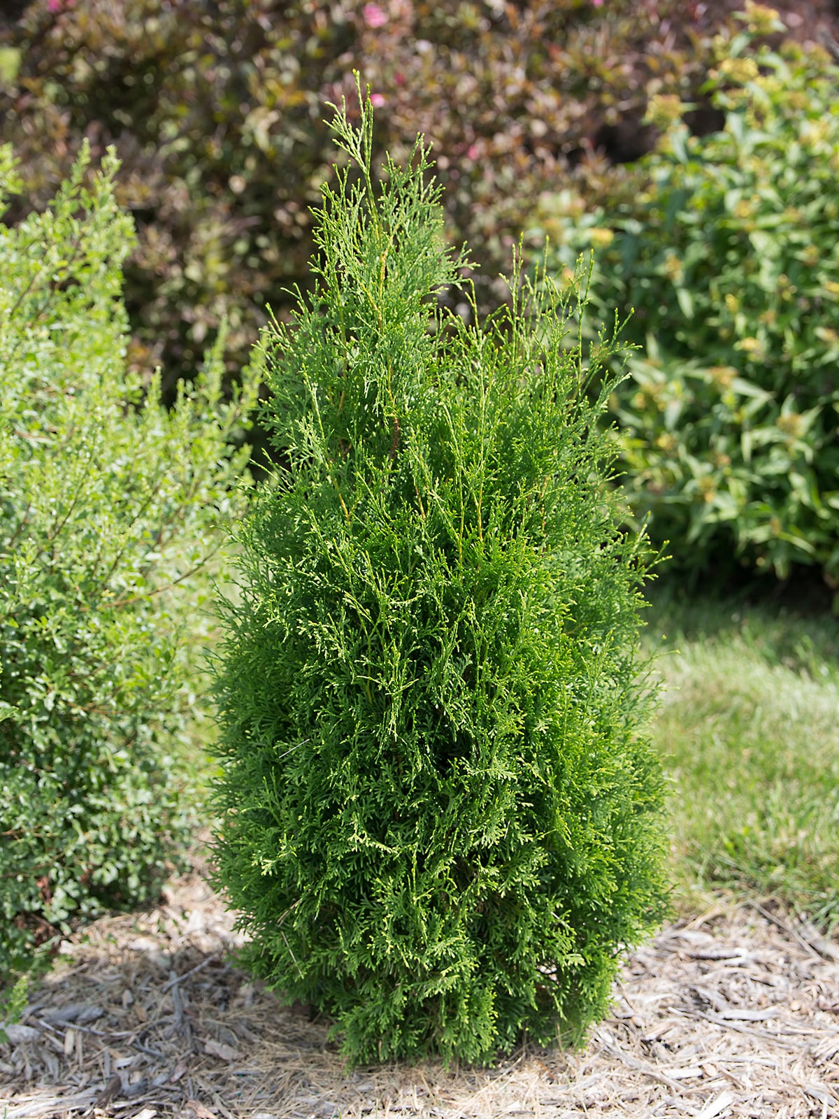 Southern Planters 3-Gallons Screening Tall Guy Arborvitae In Pot (With ...