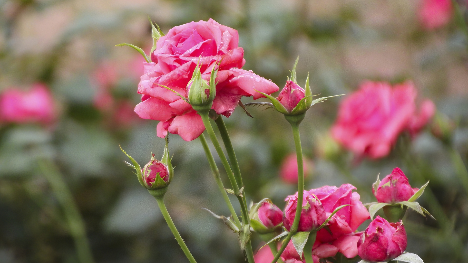 National Plant Network LW1588 roses - View #5