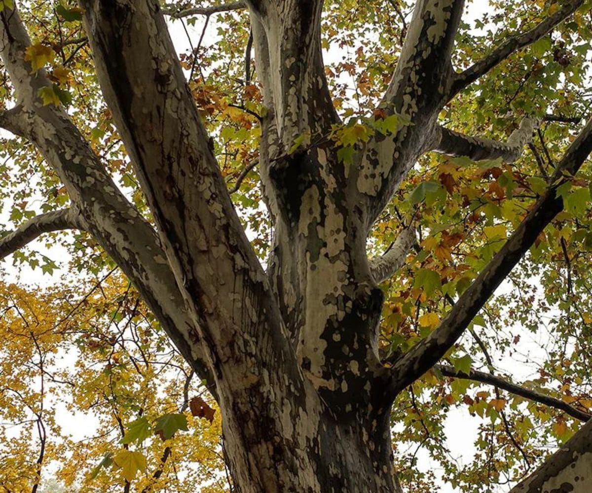 Southern Planters SYCAME05G 1 Count Shade American Sycamore In pot (with soil)