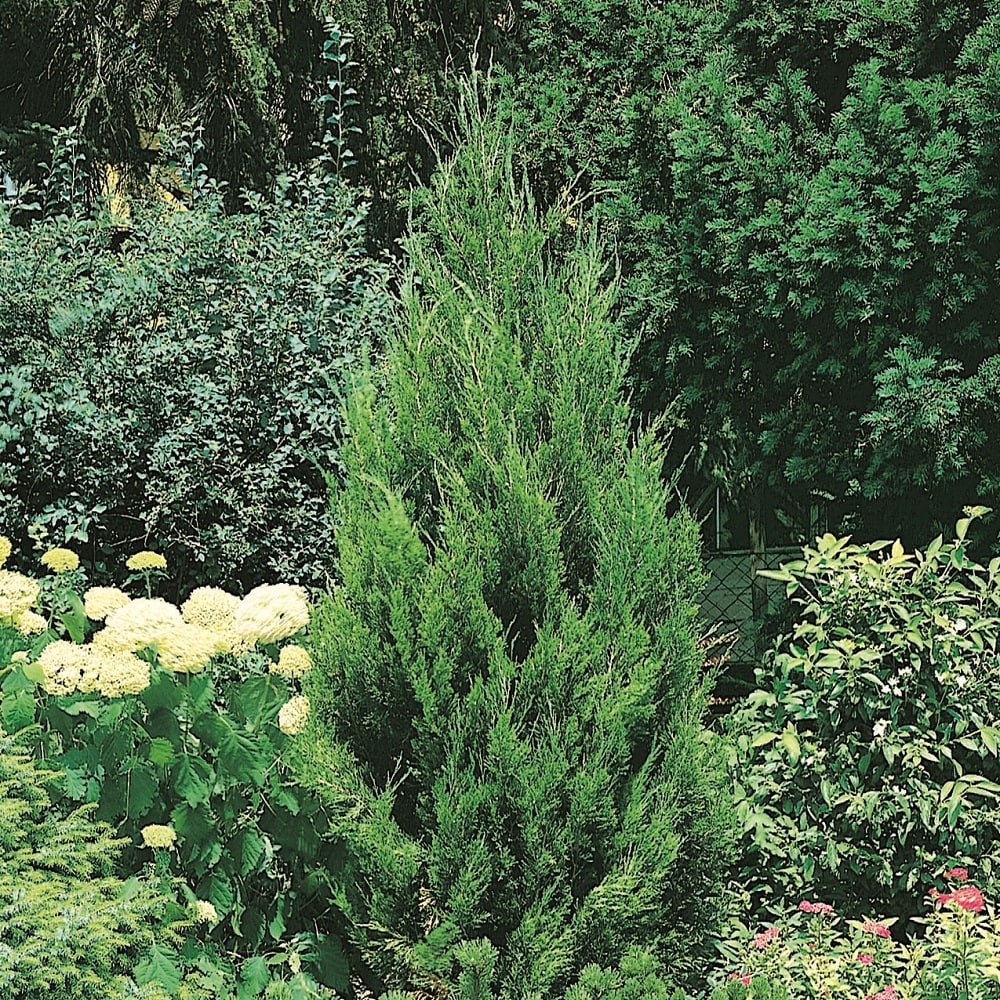 Flowerwood 3402Q-1 trees - View #6