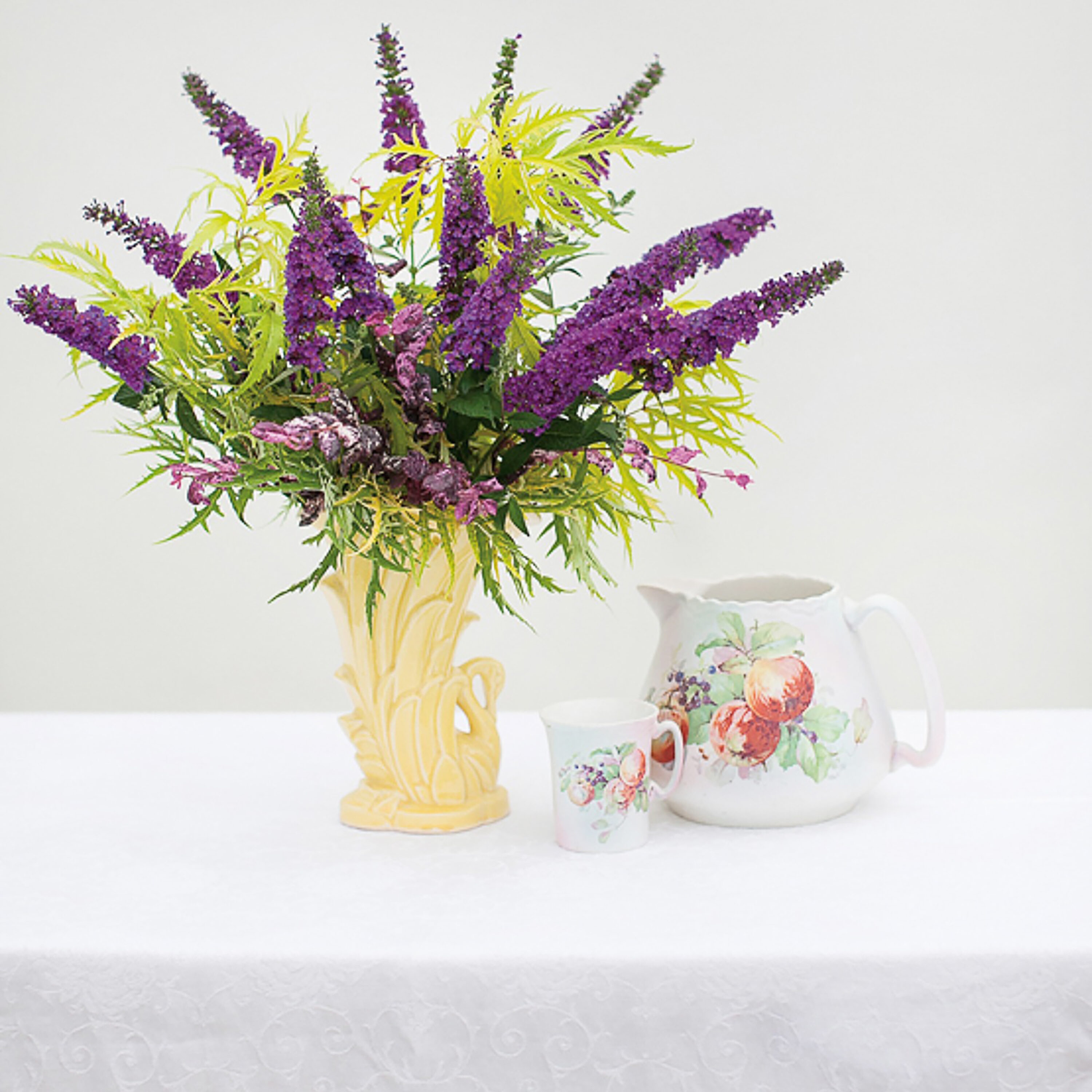 Proven Winners SAMPRC1037800 Lemony Lace Elderberry (Sambucus) Flowering Shrub in 1 -Quart Pot 1.0 -Pack with White Blooms