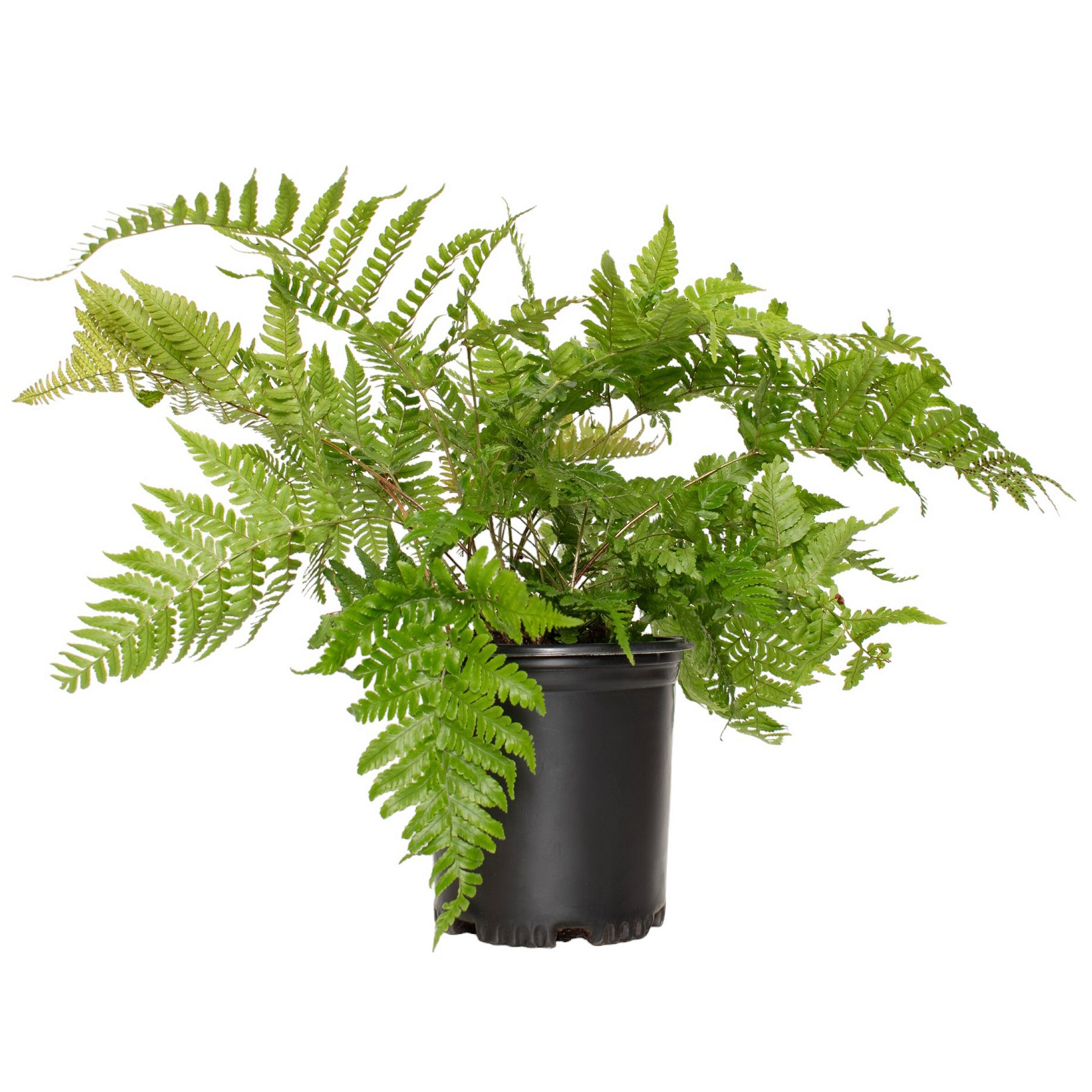 Autumn Fern Plant in 1-Gallon Planter for Shade Gardens