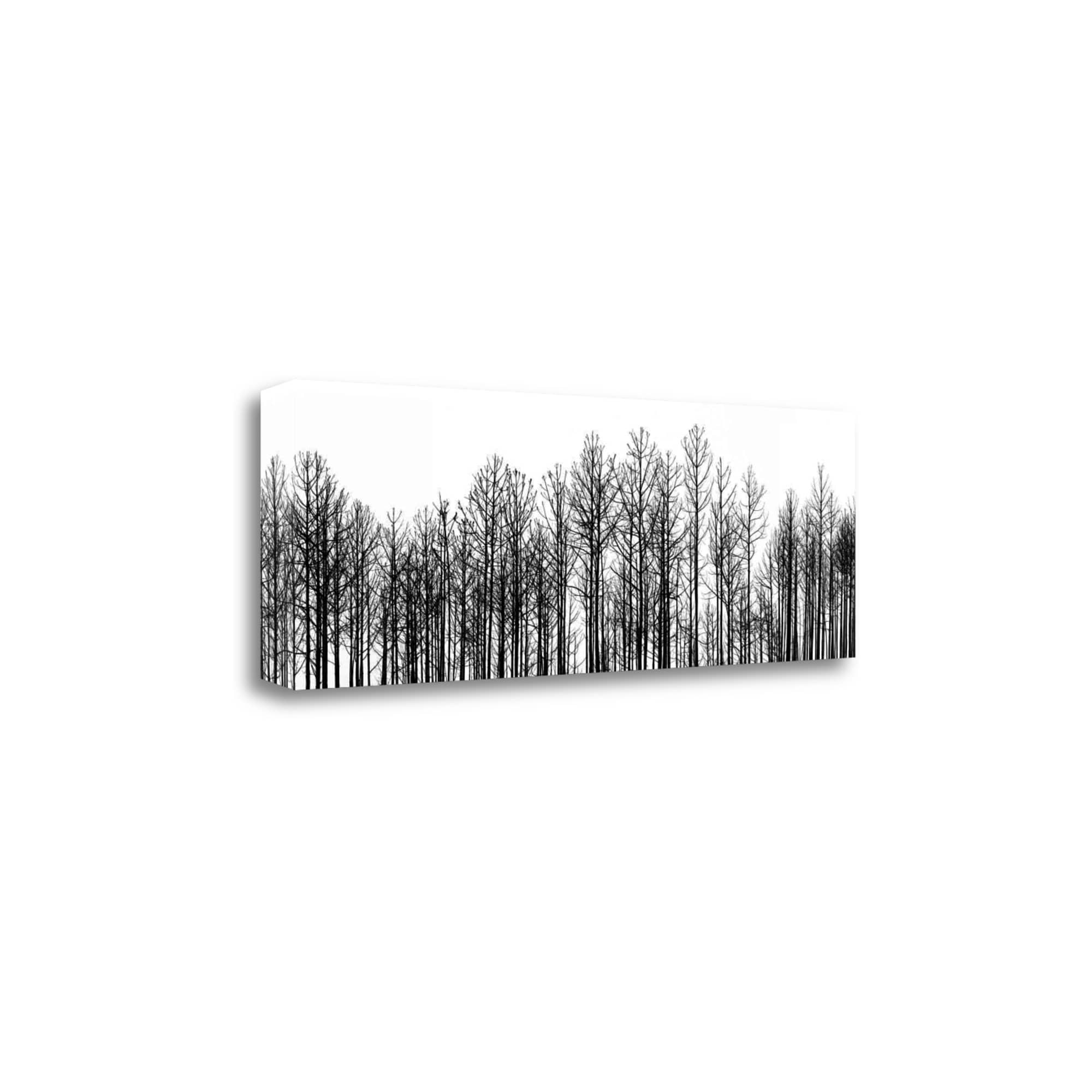 Tangletown Fine Art CACJP625-3412C Straightforward Jamie Cook 12-in H x 34-in W Landscape Print on Canvas
