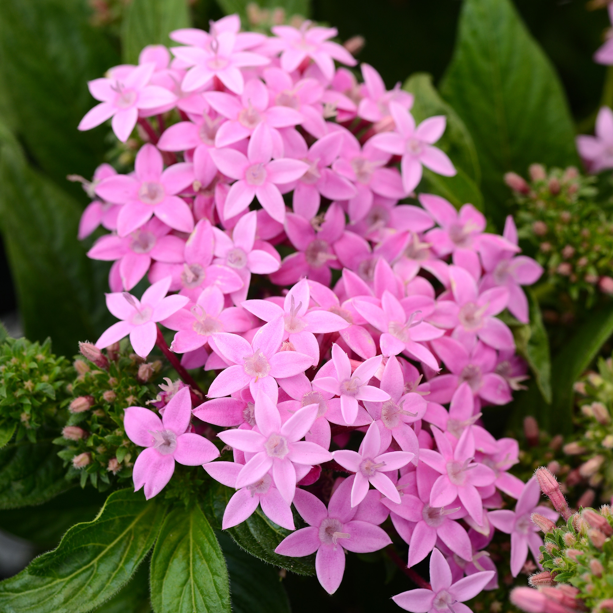 Altman Plants 0881221 annuals - View #2