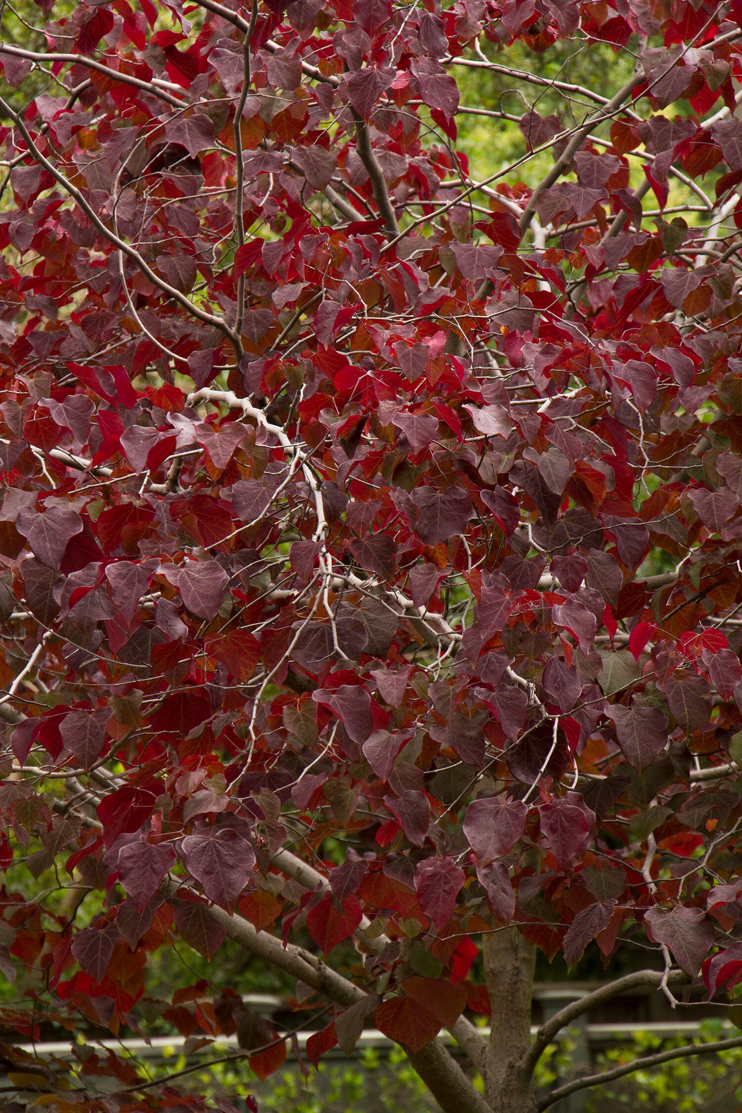 Monrovia 023585 trees - View #3