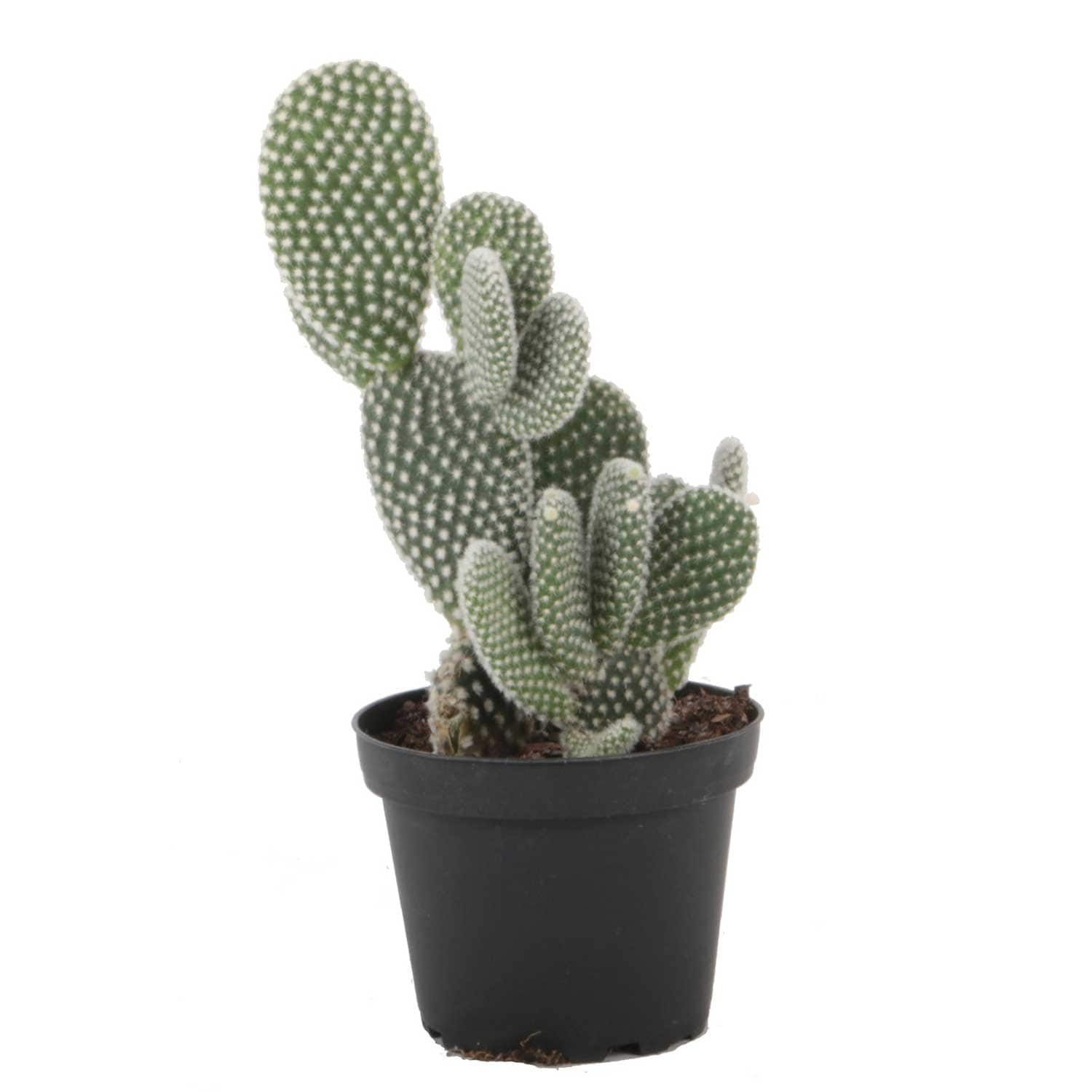 Costa Farms M-COM-G-POT-01-LW Cactus Opuntia Mammillaria in 6-in Pot