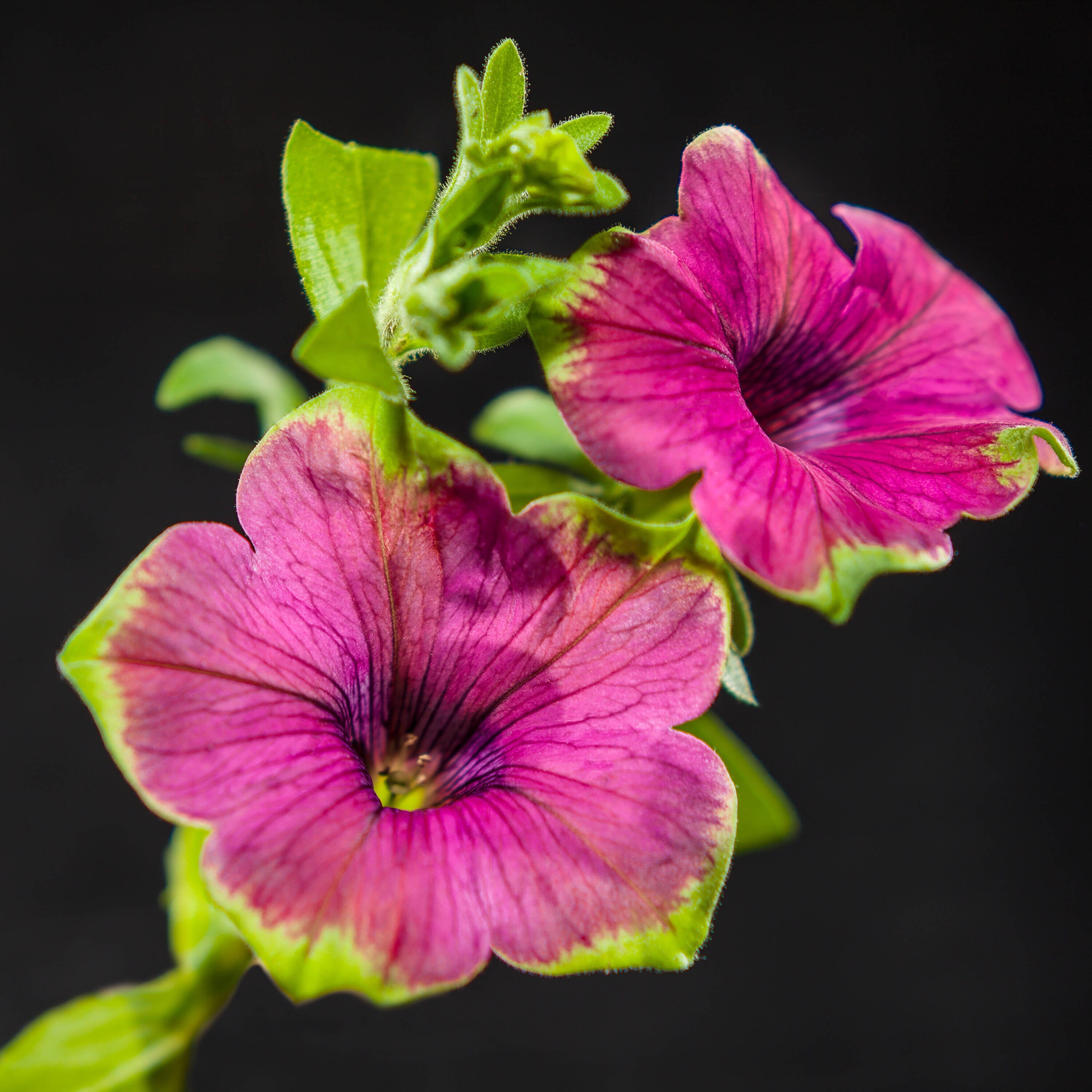 Proven Winners SUPPRW1457504 annuals - View #6