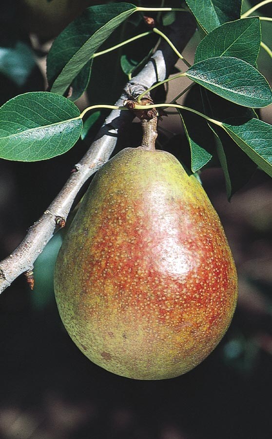 Lowe's Sugar Pear Tree - Self Fertile, Medium Growth Rate, Full Sun, Large  Yellow and Red Blushed Fruit in the Fruit Plants department at