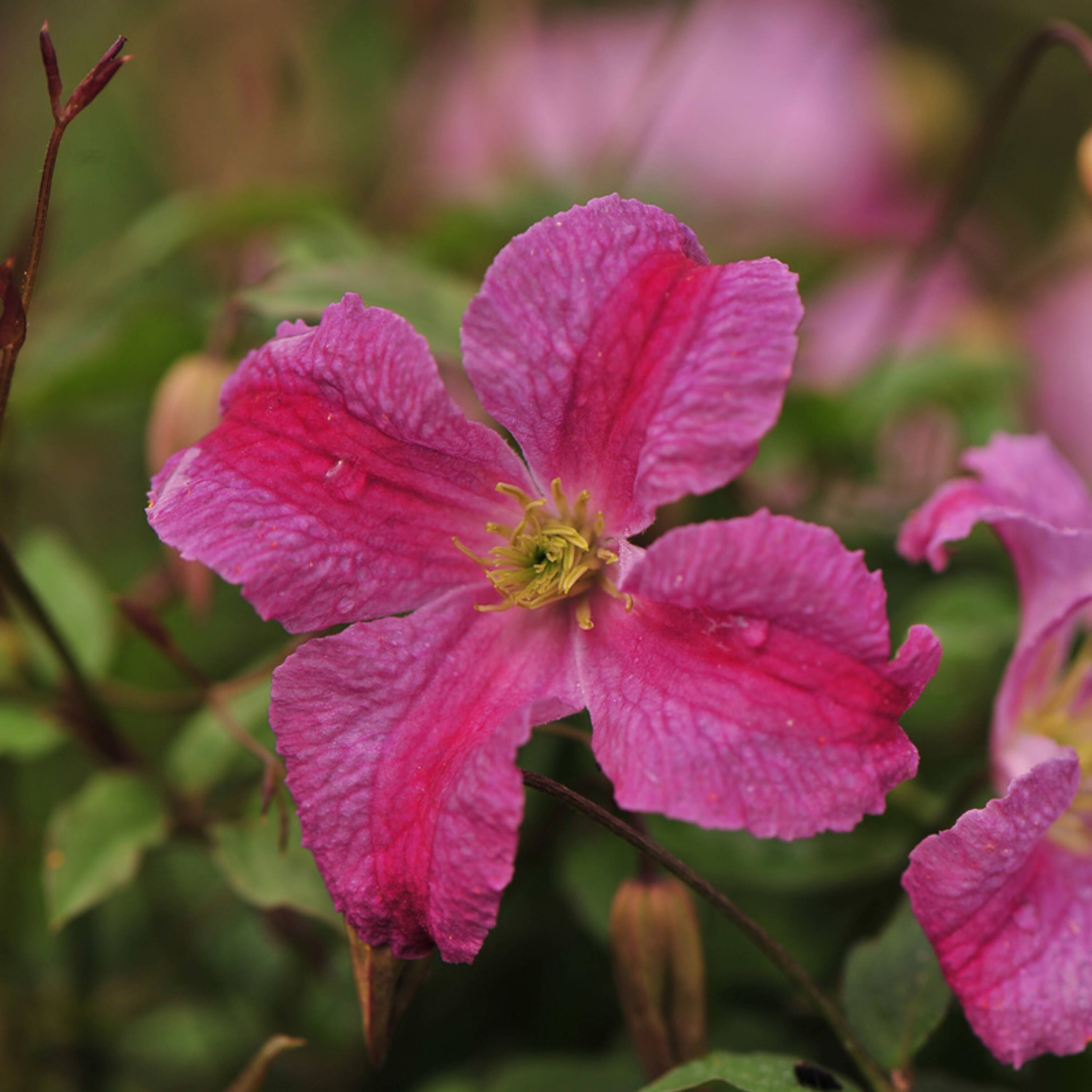 Proven Winners CLMPRC1017800 shrubs - View #6