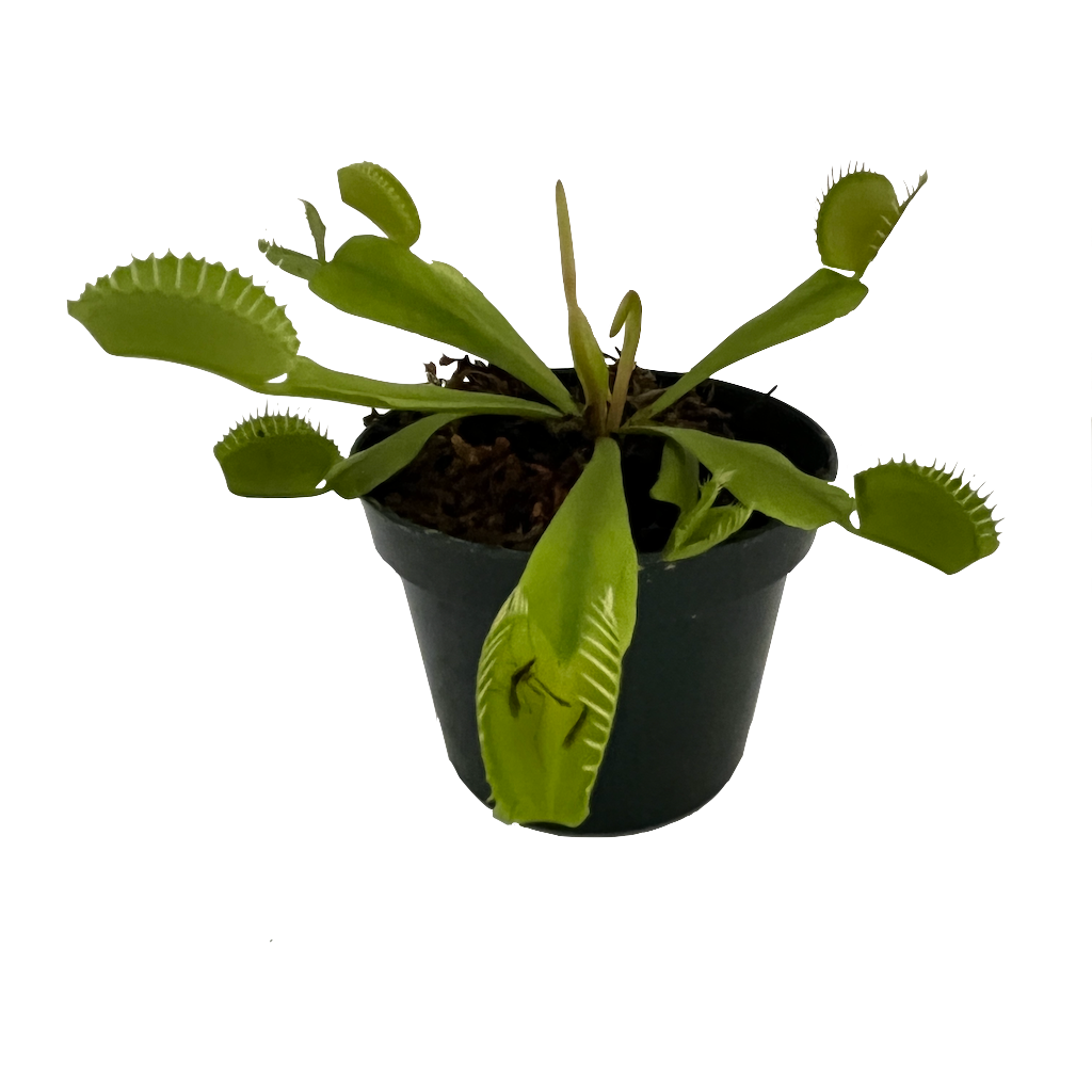 Gubler Carnivorous Plant House plant in 1 Ounce(s) Pot 1 -Pack
