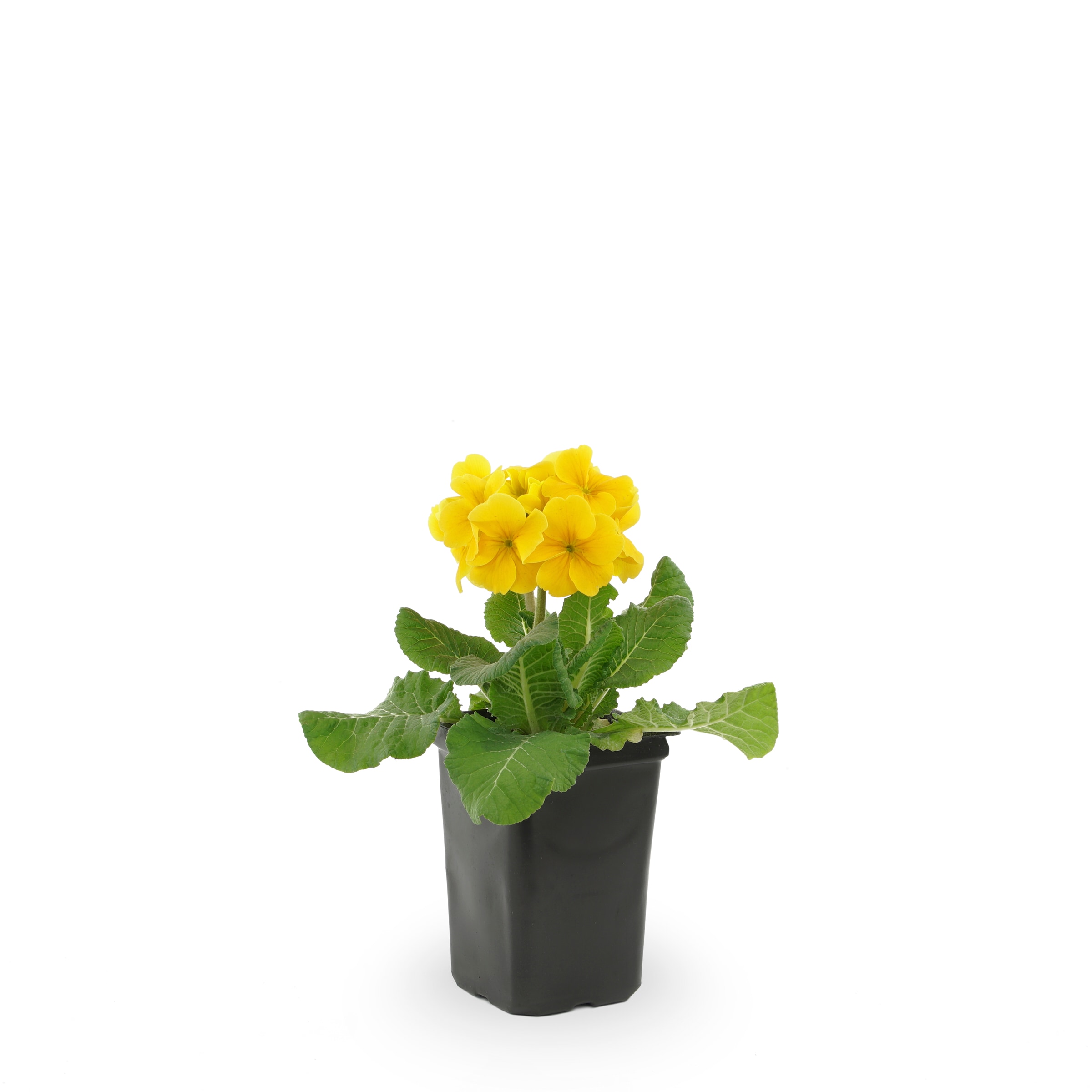 Ranunculus ficaria Primrose perennial plant Alpine 2 FOR £7.99 9cm pot 