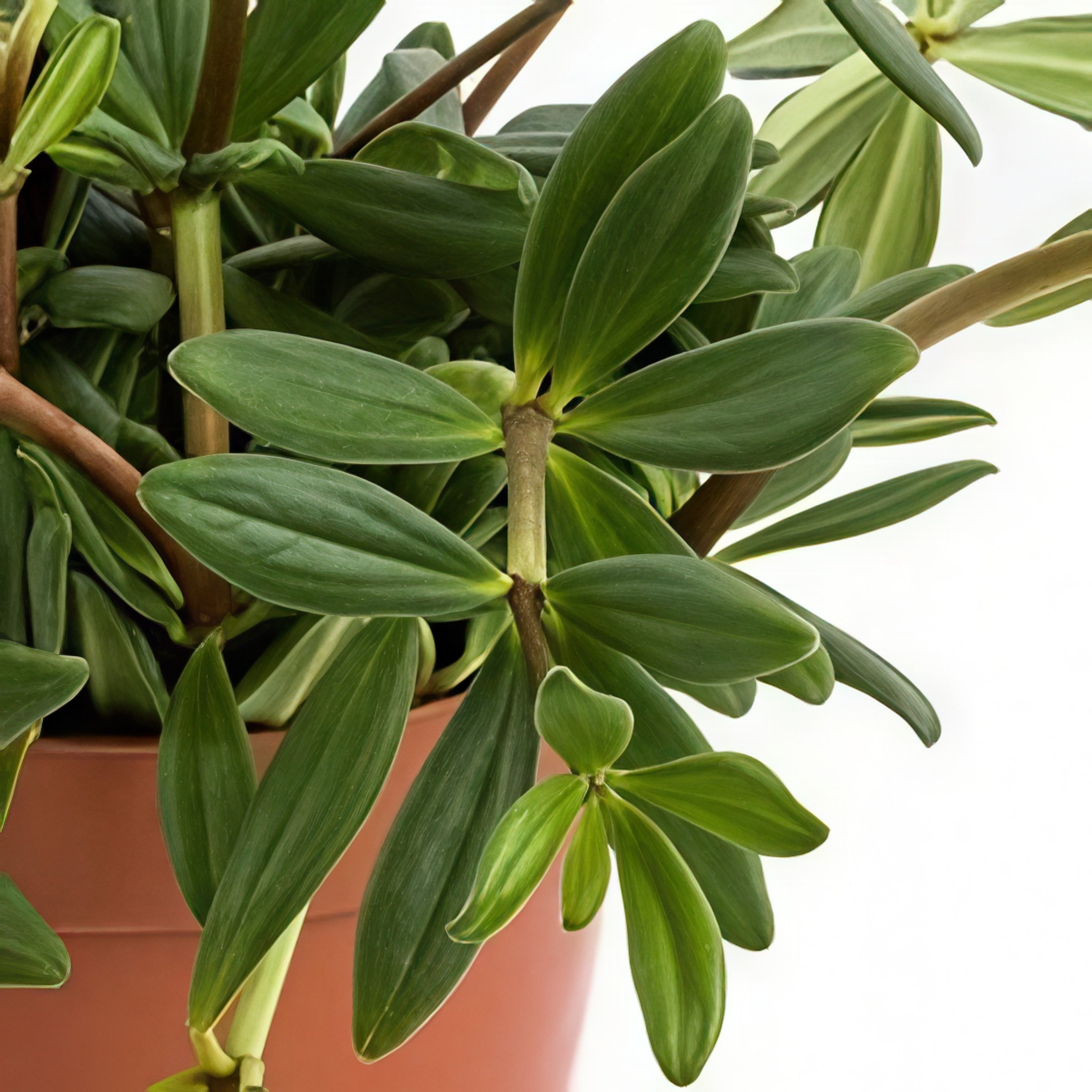 National Plant Network LW2337 hseplants - View #5