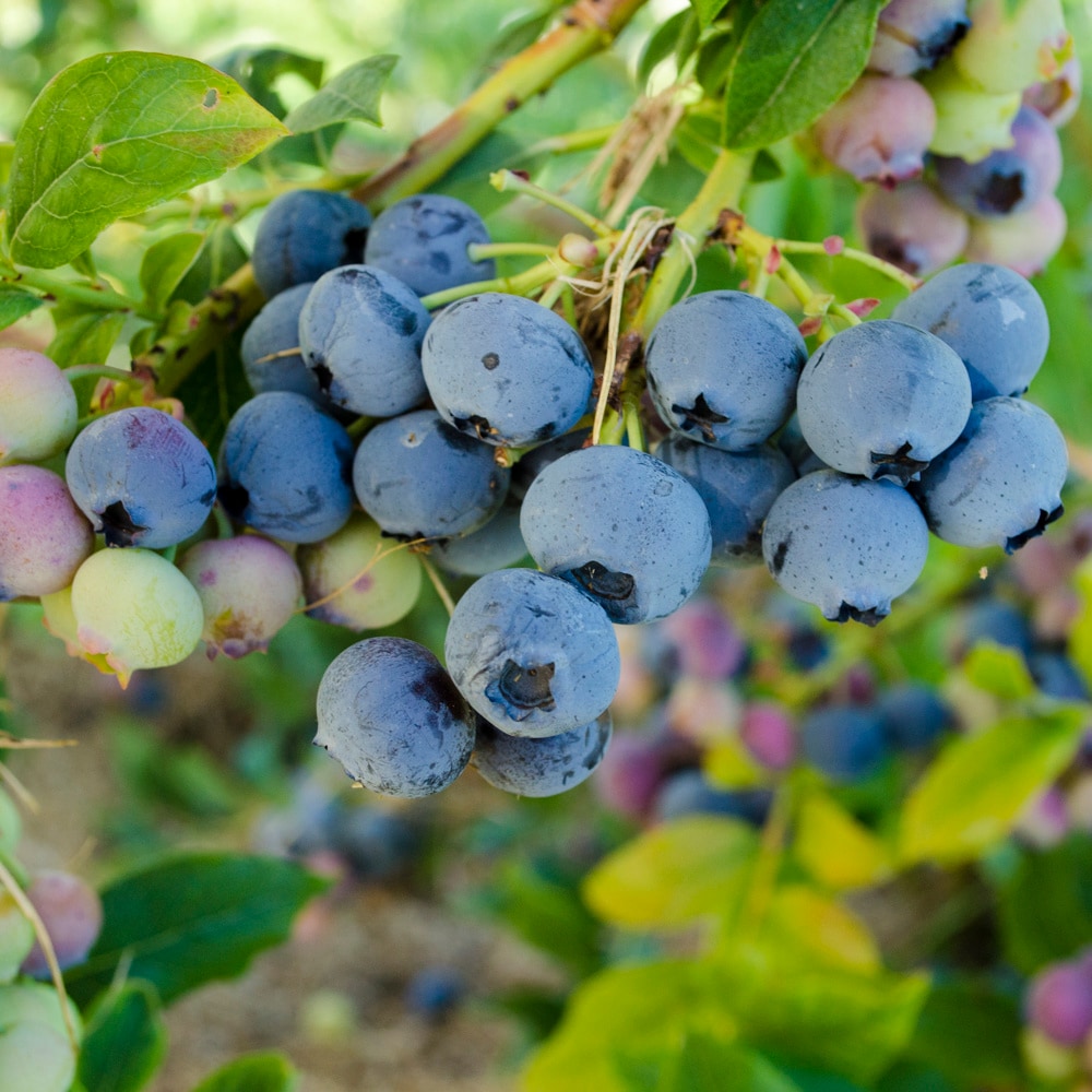 Gardens Alive! 65983 Blueberry Plant Pot Blooms in Spring