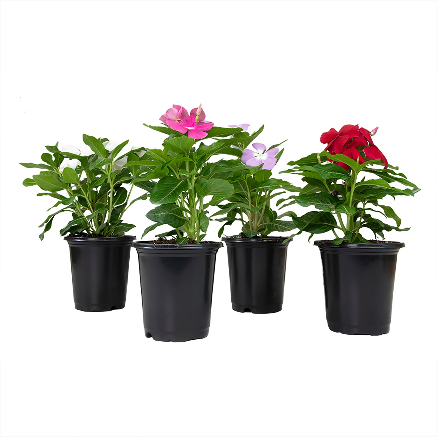 Deer Resistant Madagascar periwinkle Plants, Bulbs & Seeds at Lowes.com