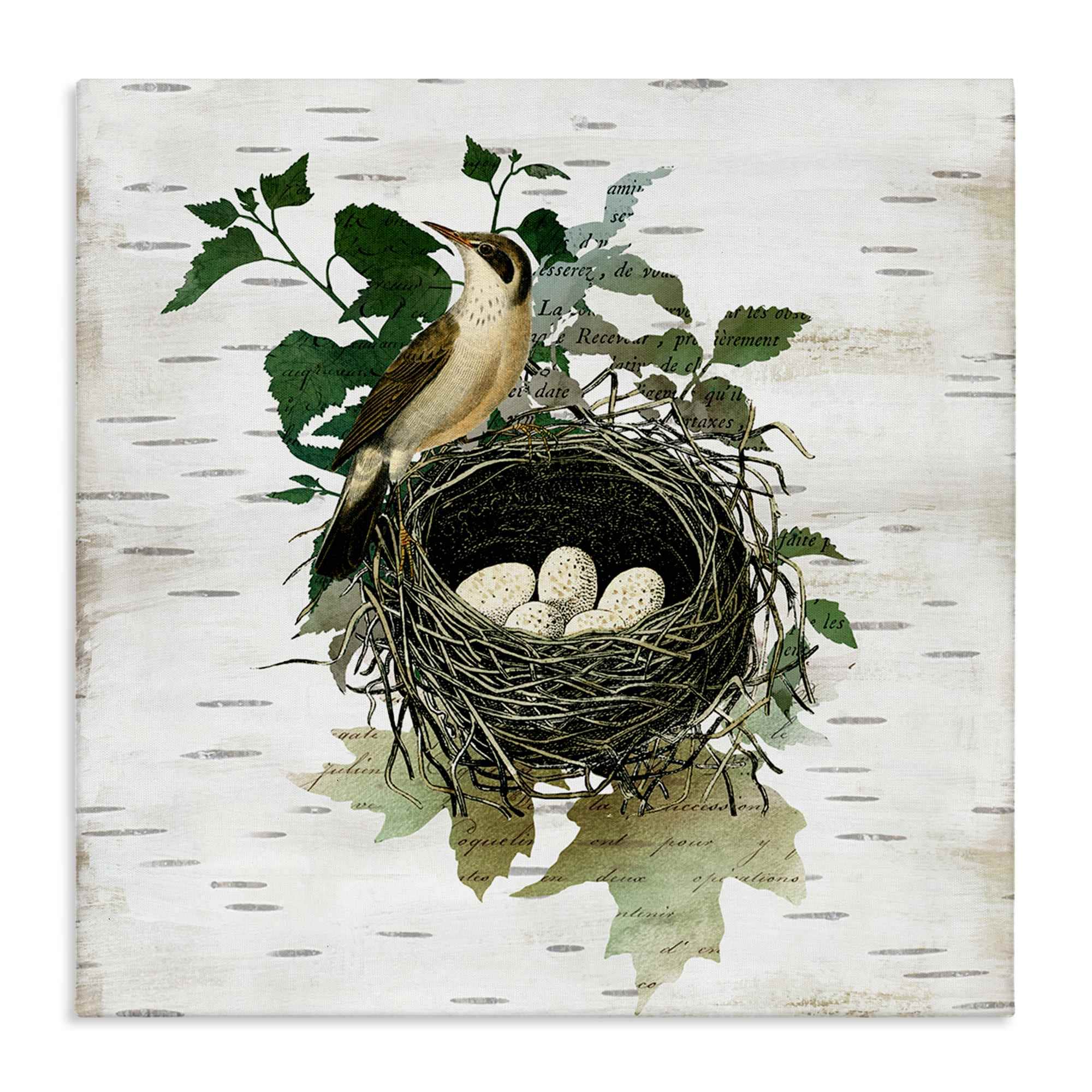 Stupell Industries BS-210-CN-30X30 Vintage Bird Nest and Flora Canvas Wall Art By Susan Arnot 30 x 30