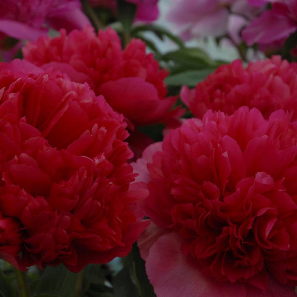 Van Zyverden Red Peonies Bulbs Bagged in the Plant Bulbs department at  