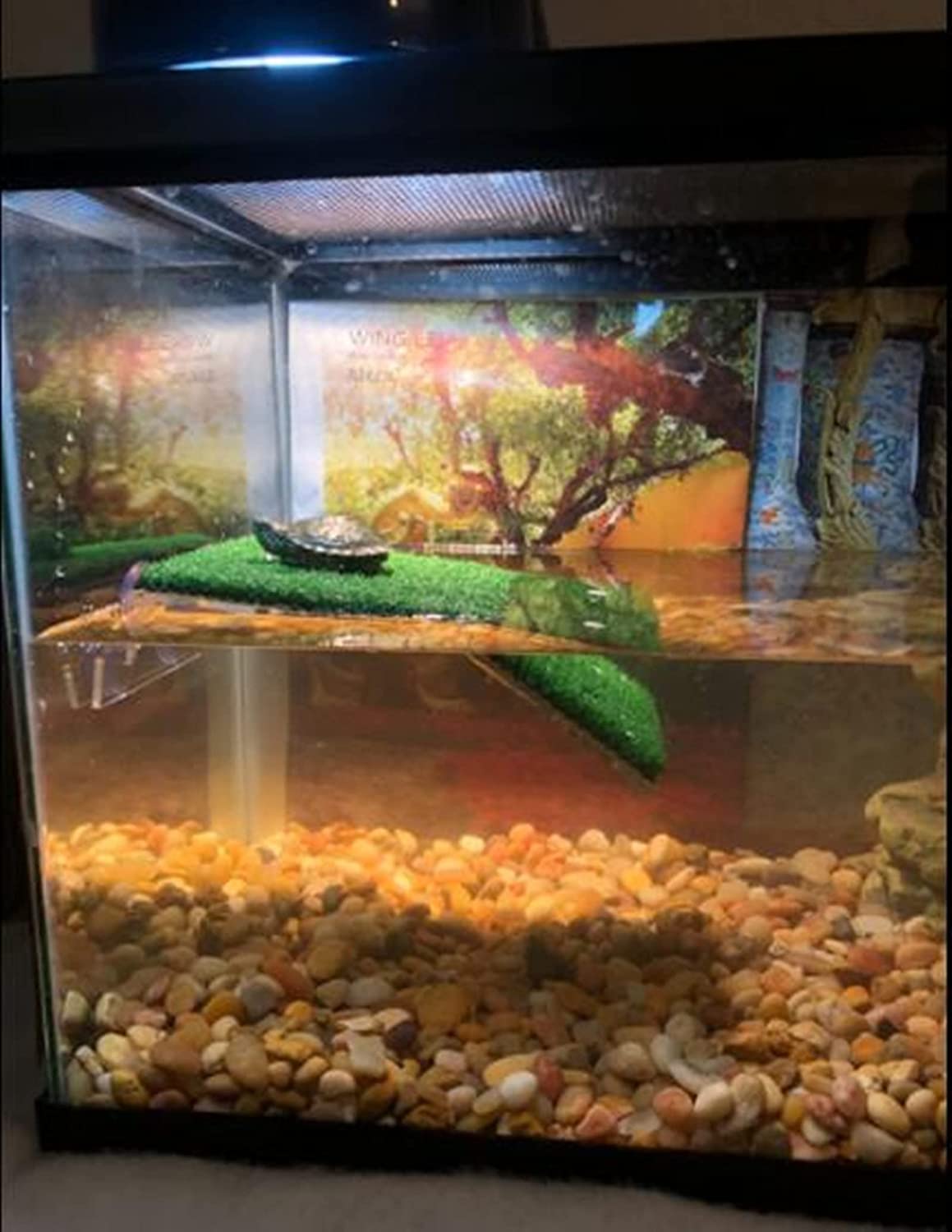 DEXSO ENCOREPHOBA17134 Terrariums-Habitats - View #6