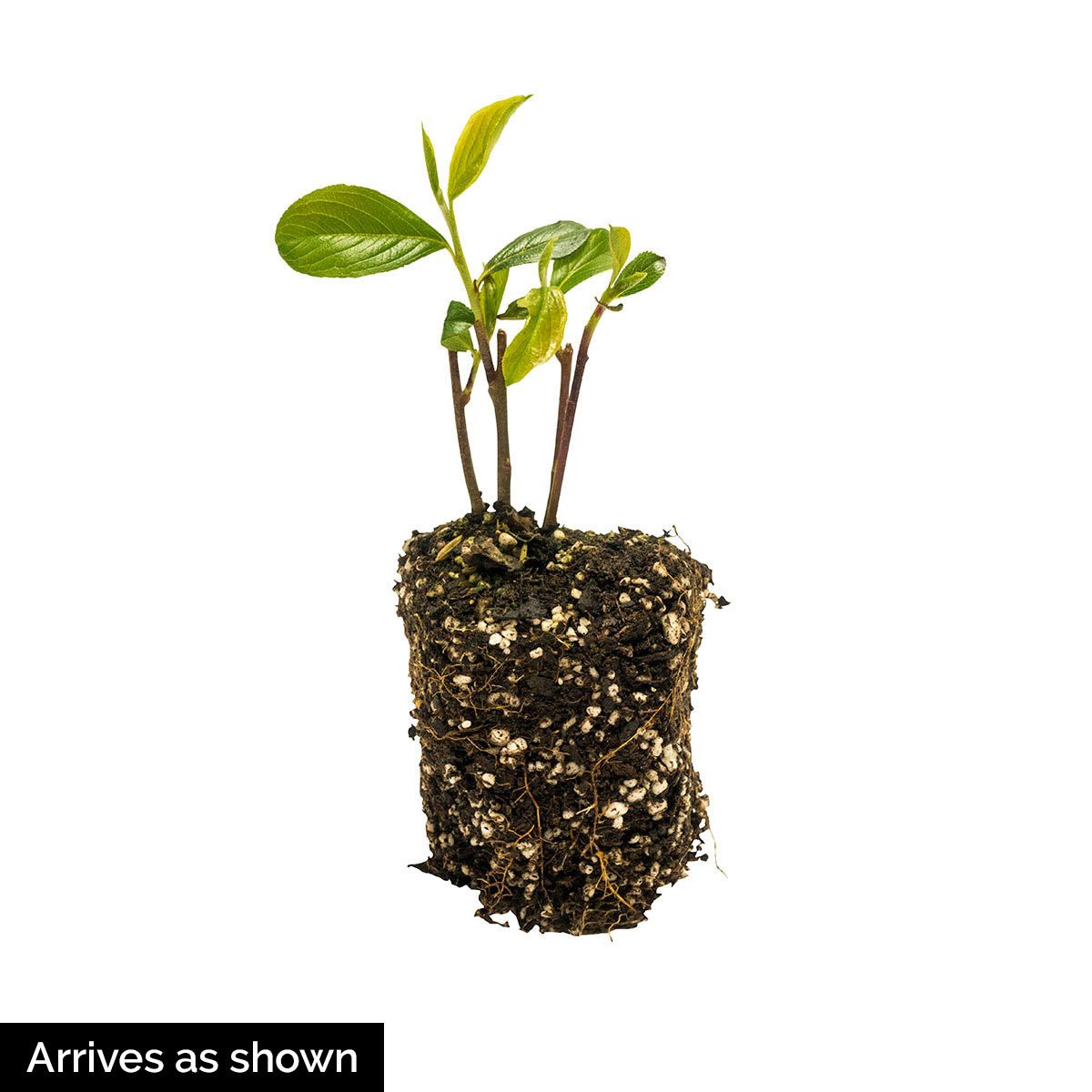 Gurney's Seed and Nursery 87610 shrubs - View #4