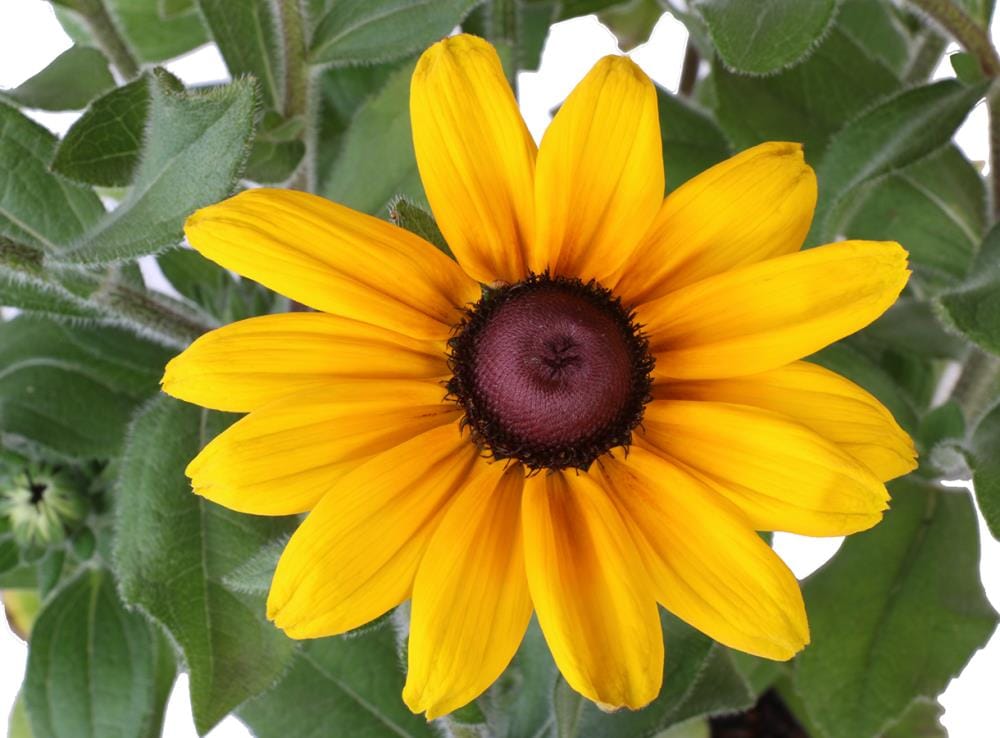 Monrovia NURSERY Multicolor Rudbeckia Plant in 1 -Quart Pot 1.0 -Pack