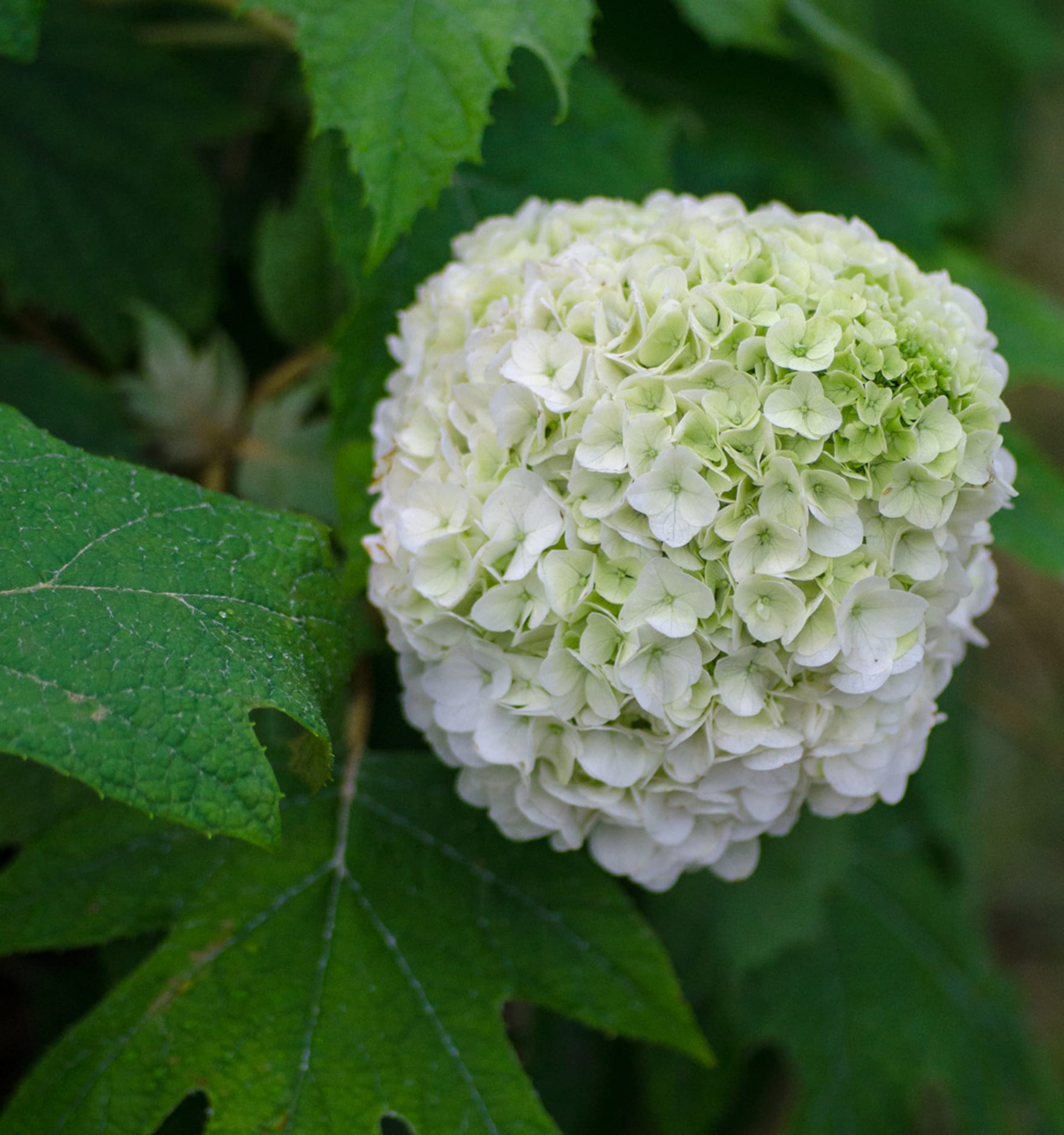 Lowe's 26682 Tara#174 Hydrangea Flowering Shrub in 2.00 -Gallon Pot with White Blooms