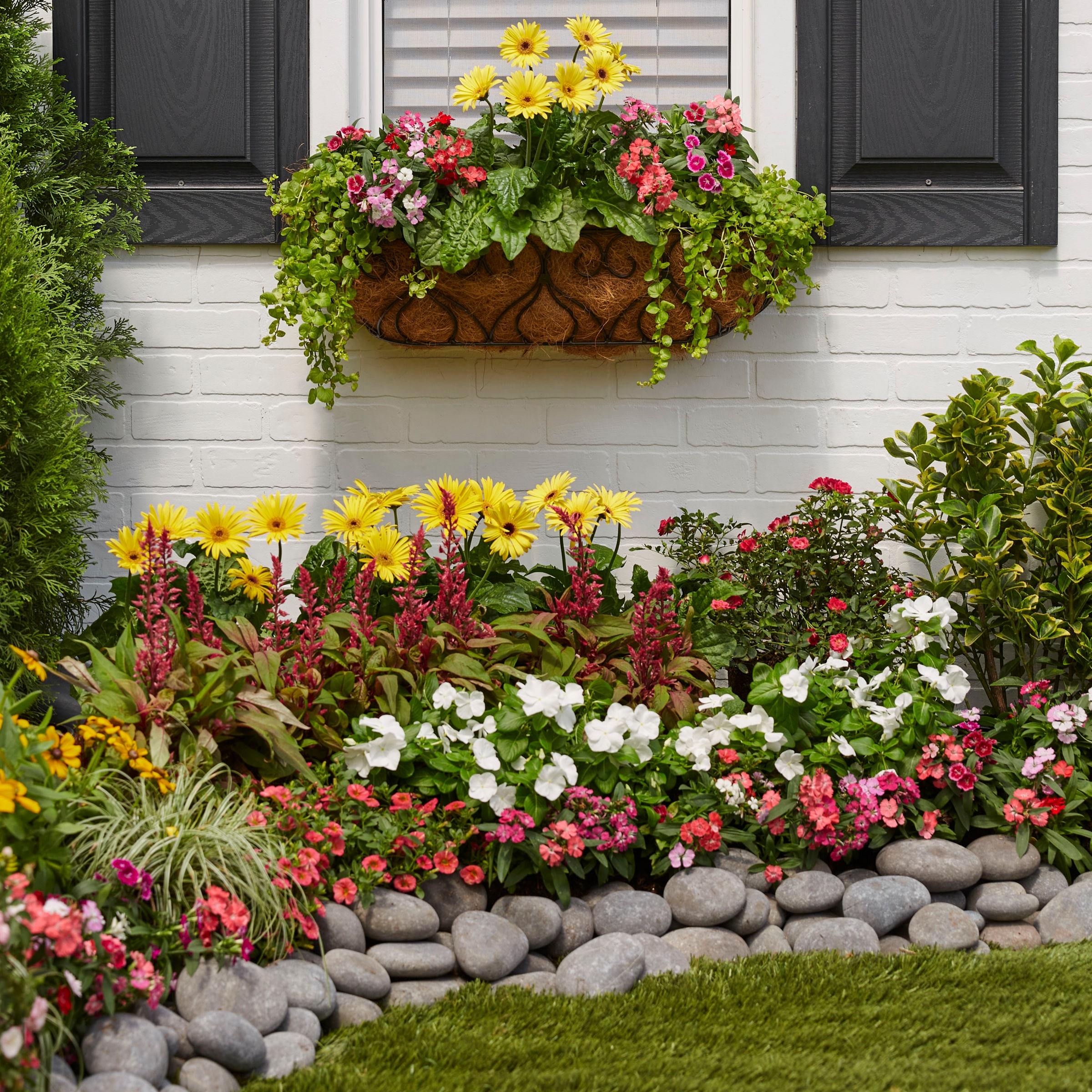 Lowe's Multicolor Calibrachoa in 1.56-Pint Pot in the Annuals ...