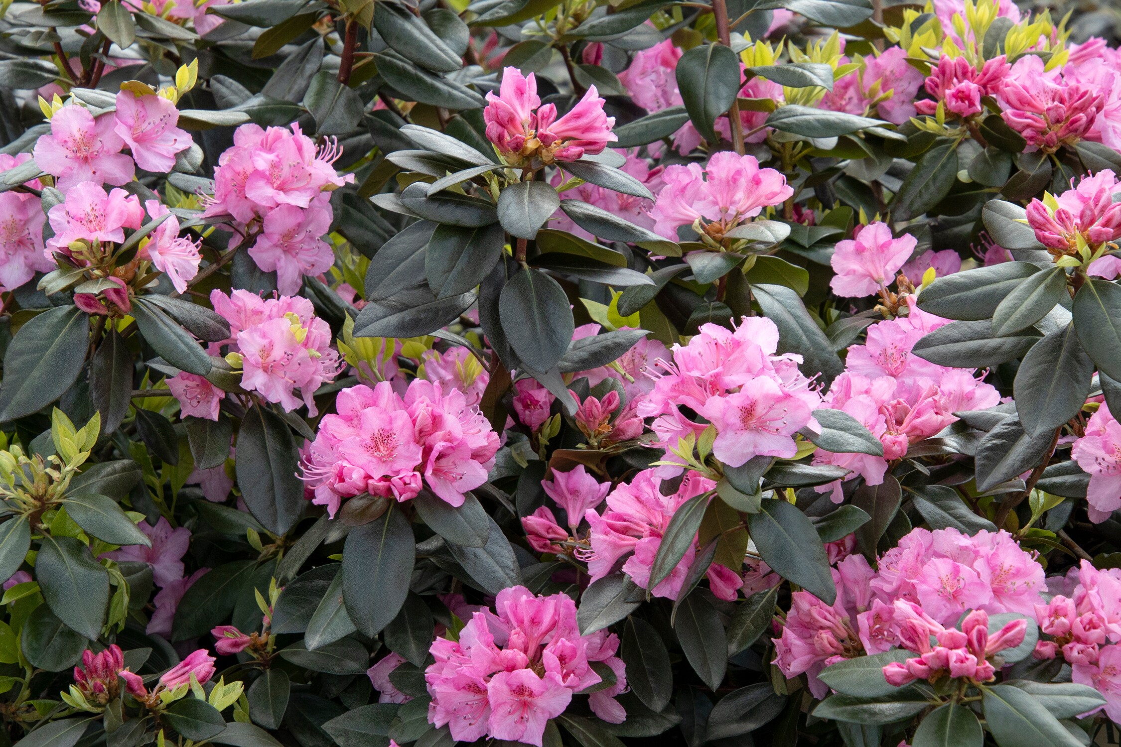 Monrovia 405872 shrubs - View #4