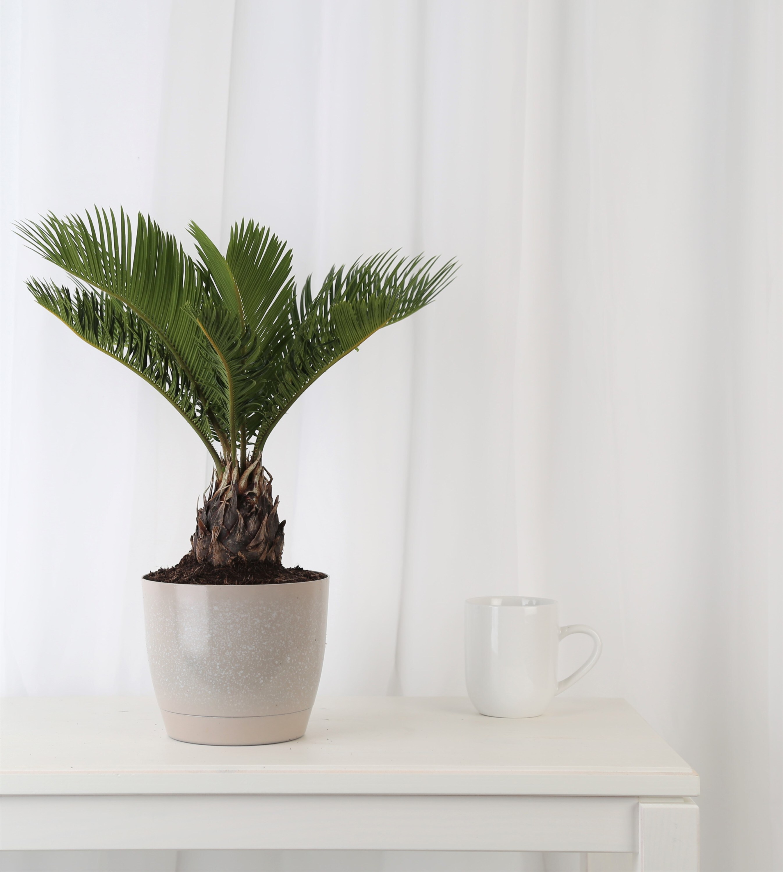 Costa Farms Sago Palm Tree House Plant in 6-in Pot in the House Plants ...