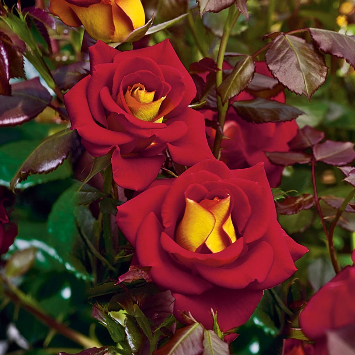 Spring Hill Nurseries 86099 roses - View #2