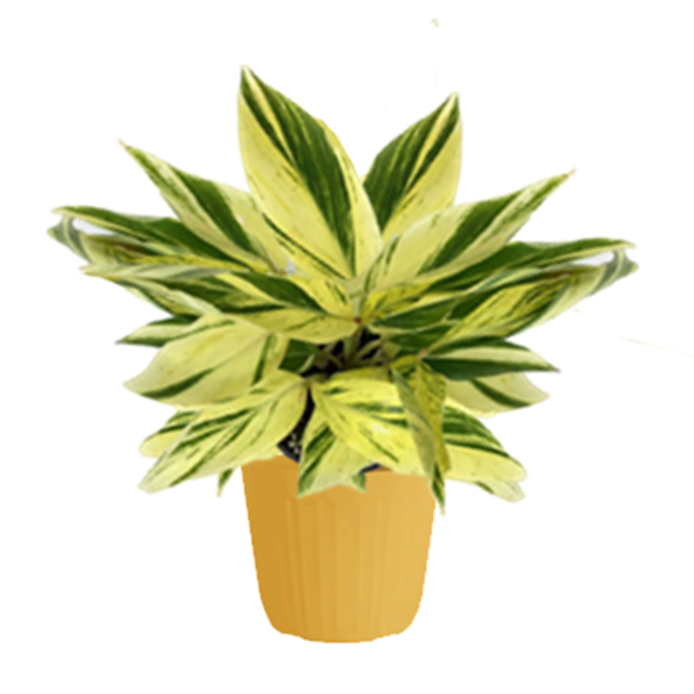Lowe's 5337714 shrubs - View #2