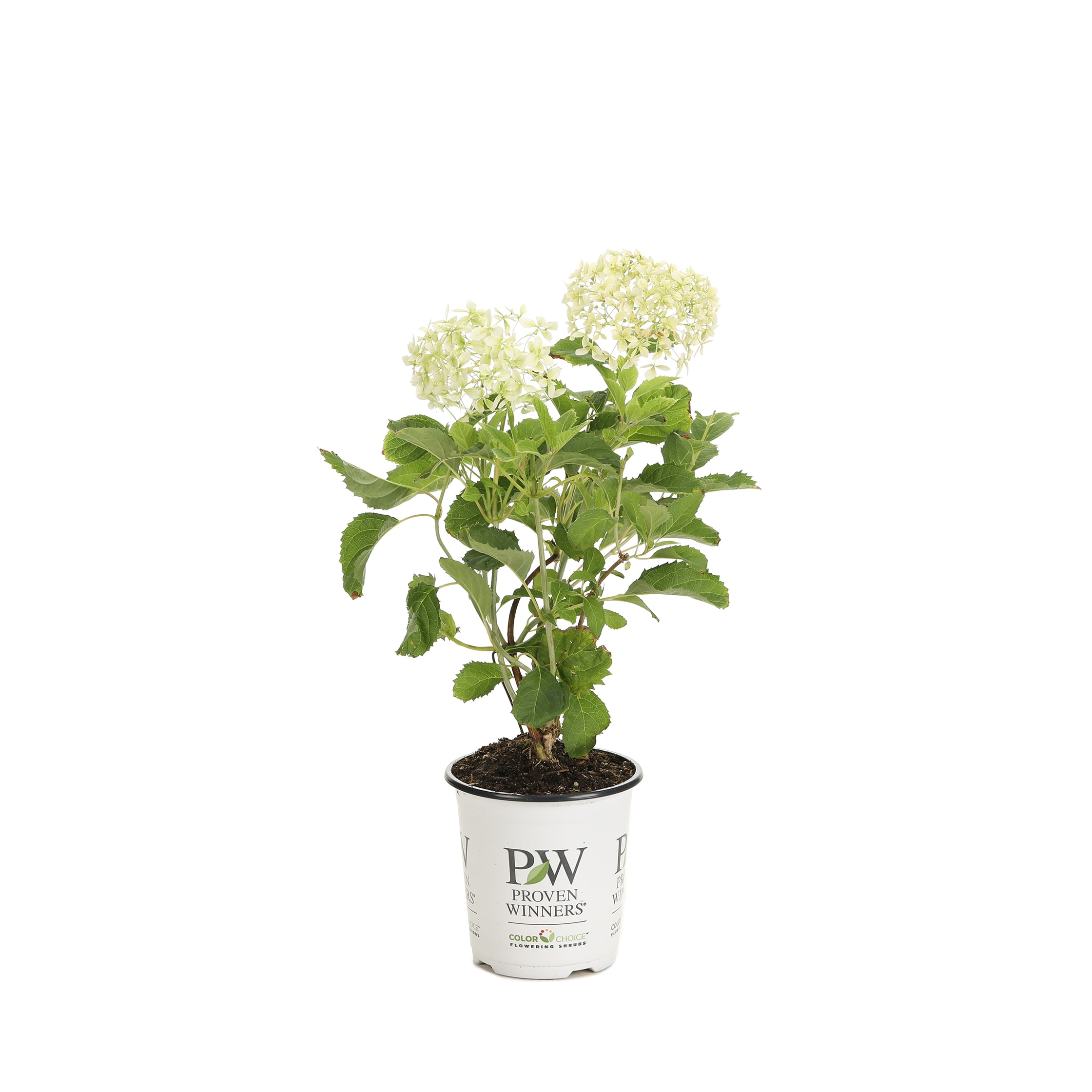 Proven Winners Green Invincibelle Limetta Smooth Hydrangea Flowering