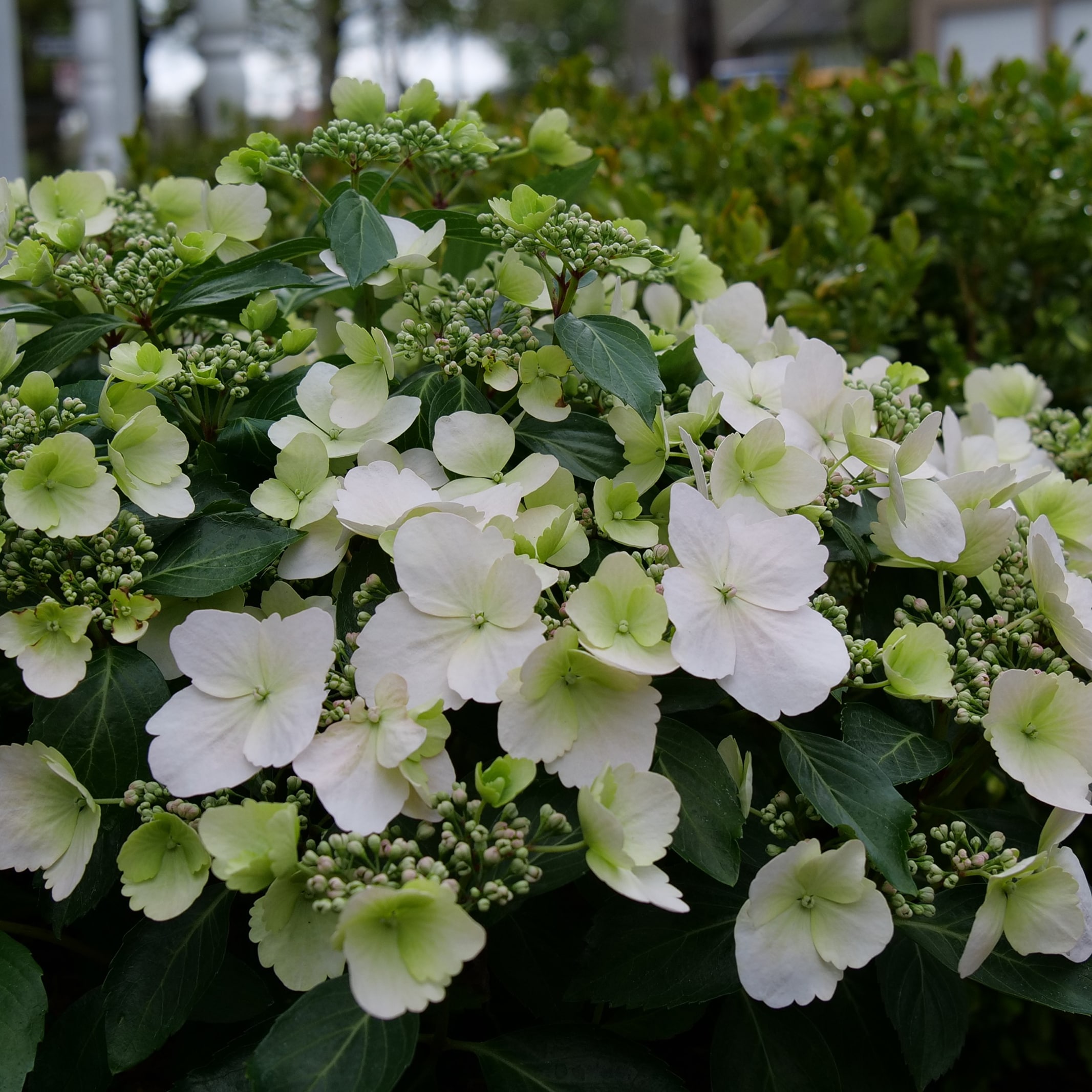 Proven Winners HYDPRC5007800 Fairytrail Bride Cascade Hydrangea Flowering Shrub in 1 -Quart Pot 1.0 -Pack with White Blooms
