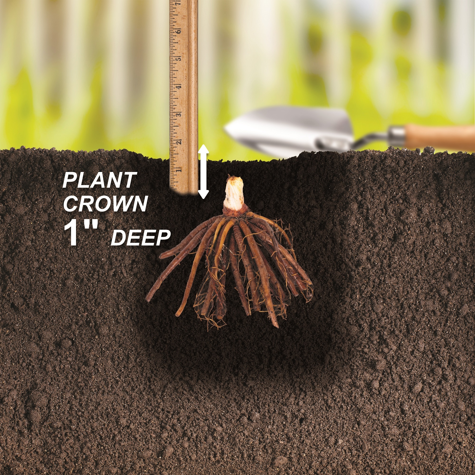 Garden State Bulb ECS-64-10-01 Plant-Bulbs - View #4