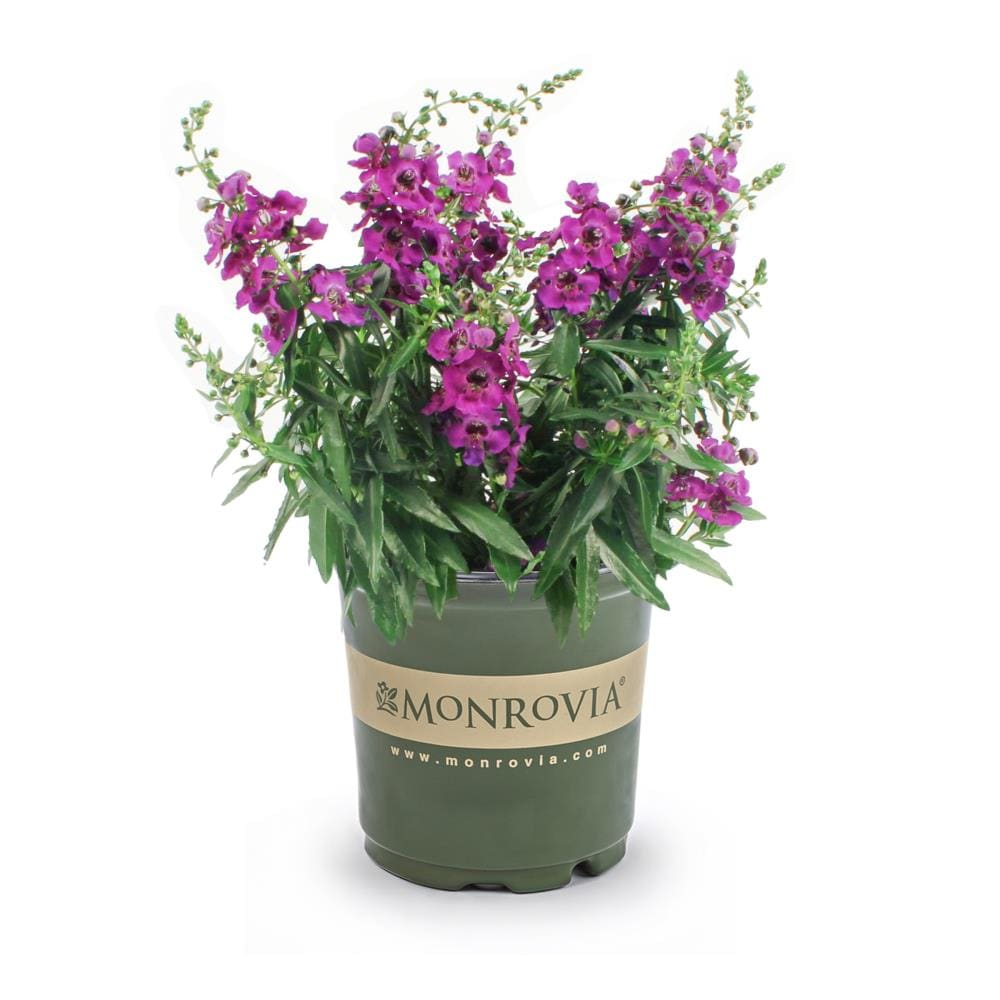 Image of Angelonia annual in pot