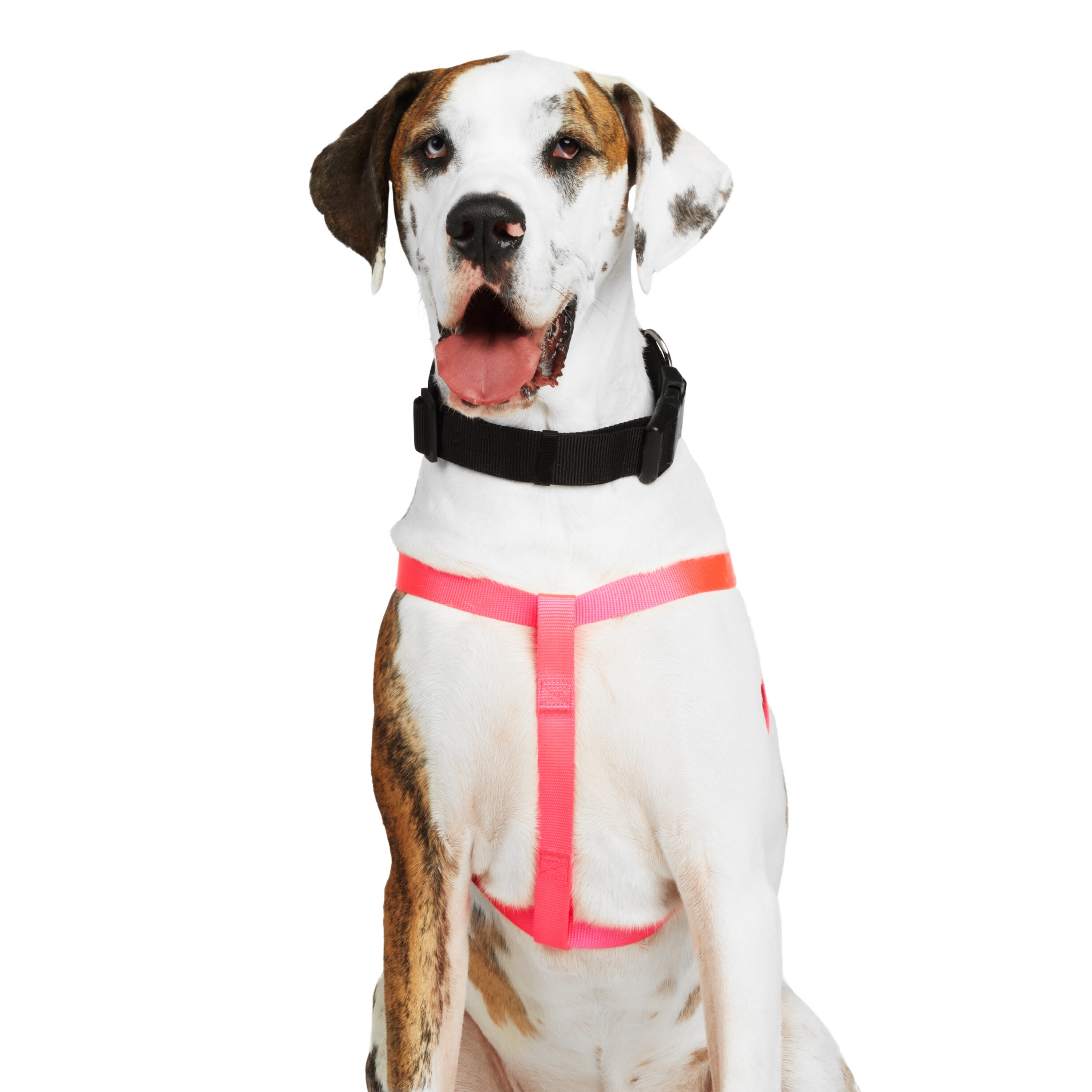 Youly 3709883 Dog-Collars-Harnesses - View #2