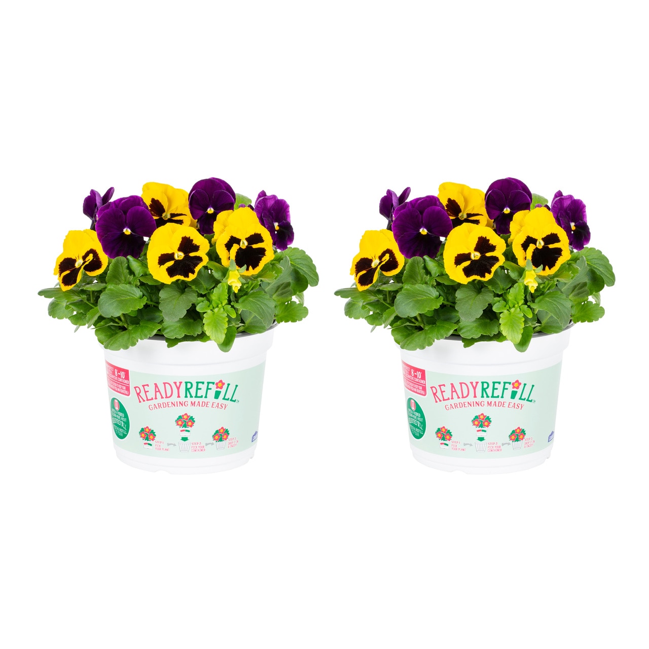 Ready Refill 4860 Multicolor Pansy in 3 Quart(s) Pot 2 -Pack