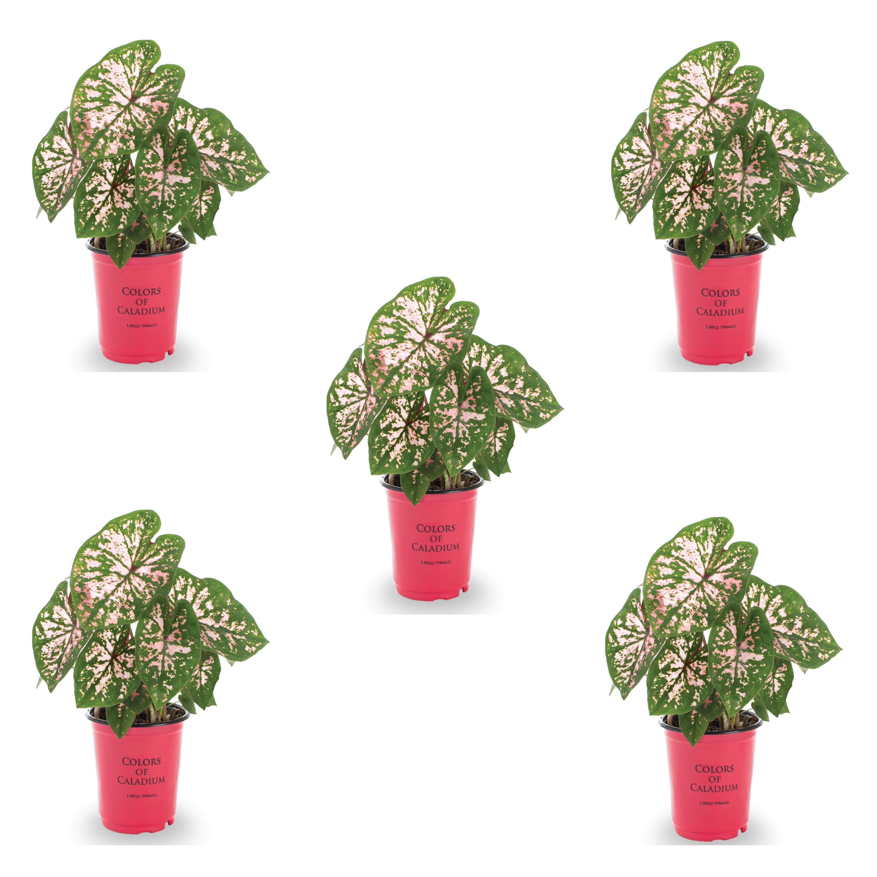 Metrolina Greenhouses 78925 Caladium in 1.5 Pint Pot 5 -Pack