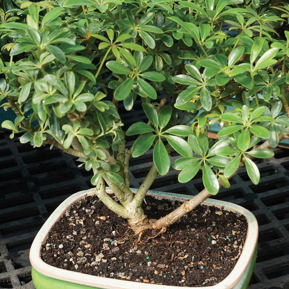 Brussel's Bonsai DT2514ARB trees - View #6