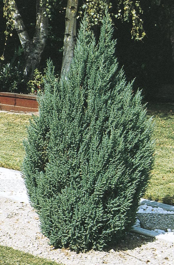 blue point juniper tree