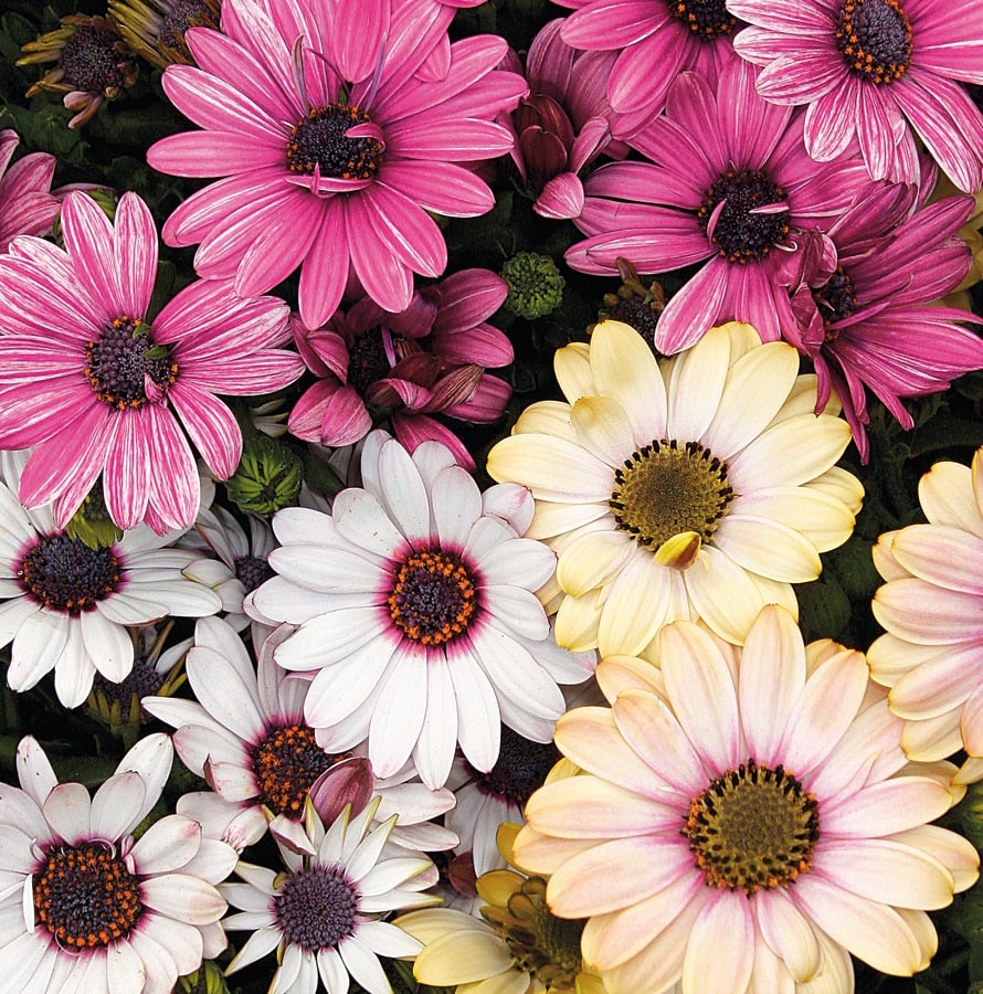 Lowe's 3339357 Multicolor African Daisy in 0.5-Flat