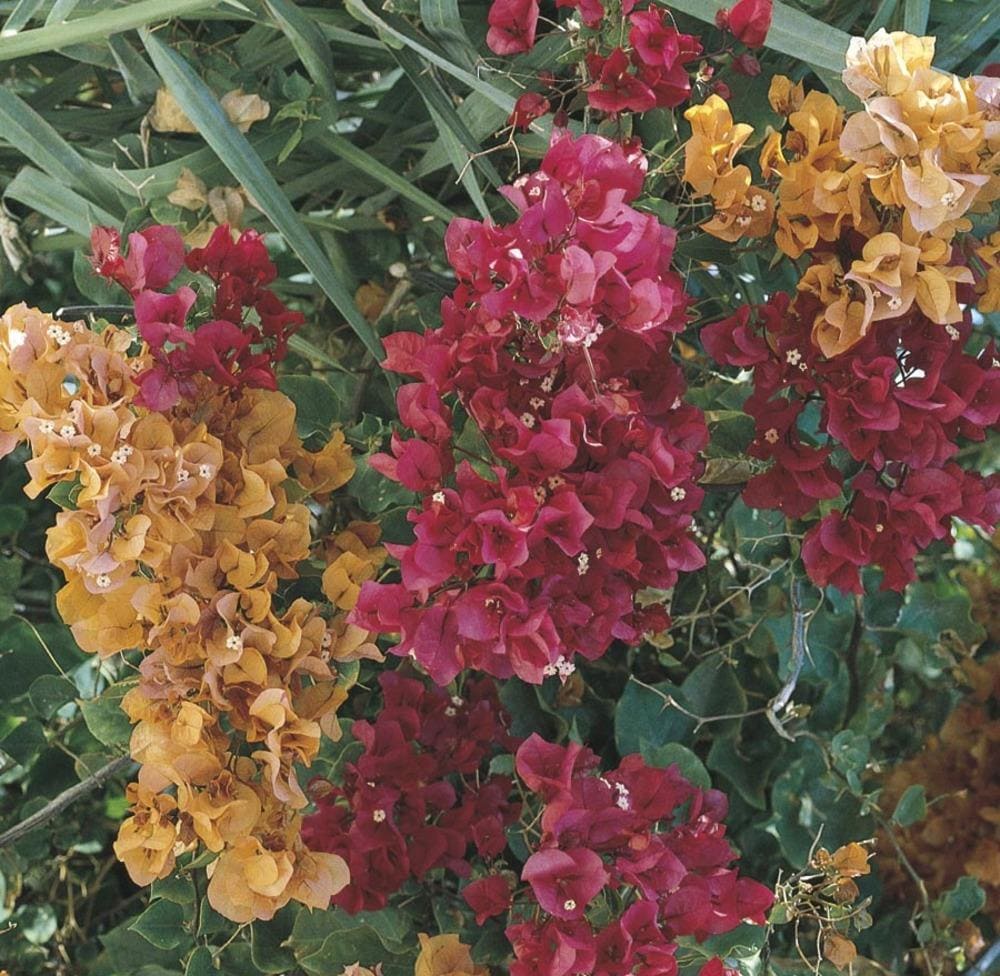 Multicolor Hybrid Bougainvillea Flowering Shrub in  (s) Pot in  the Shrubs department at 