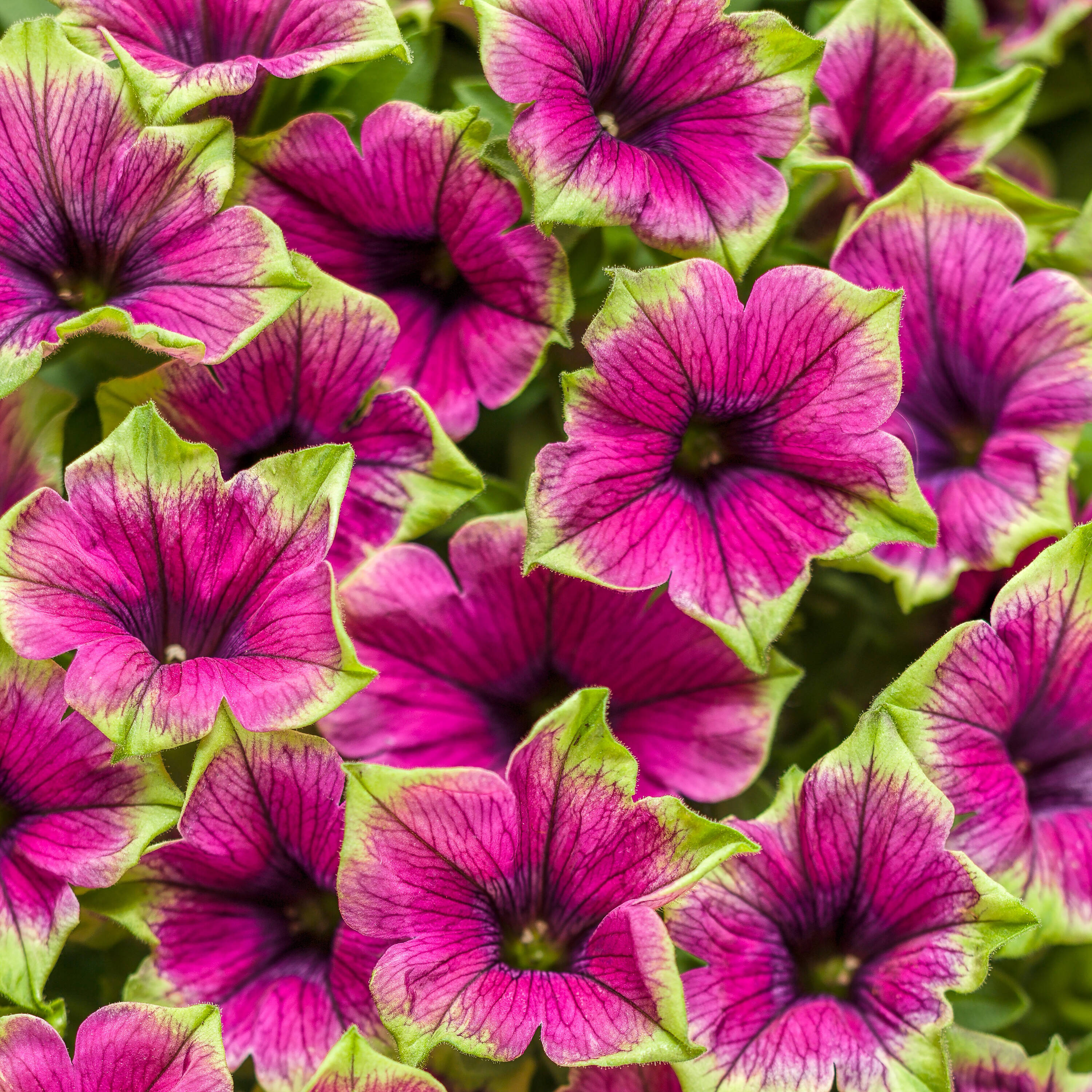 Proven Winners SUPPRW1457504 Multicolor Supertunia Picasso In Purple in 4.25-in Pot