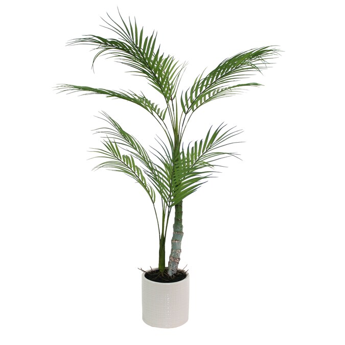 Indendørs palmeplanter laver