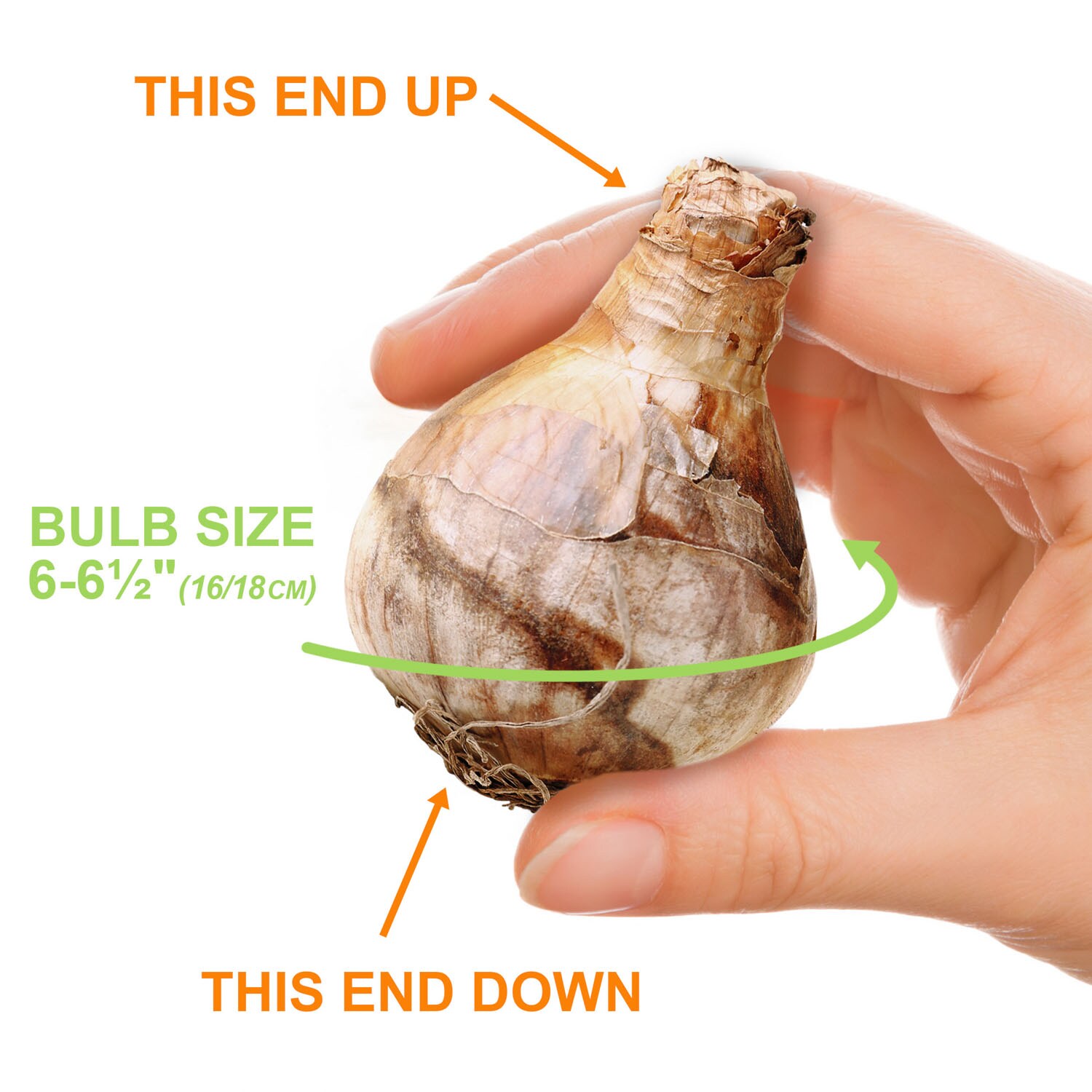 Garden State Bulb ECF-112-25-01 Plant-Bulbs - View #4