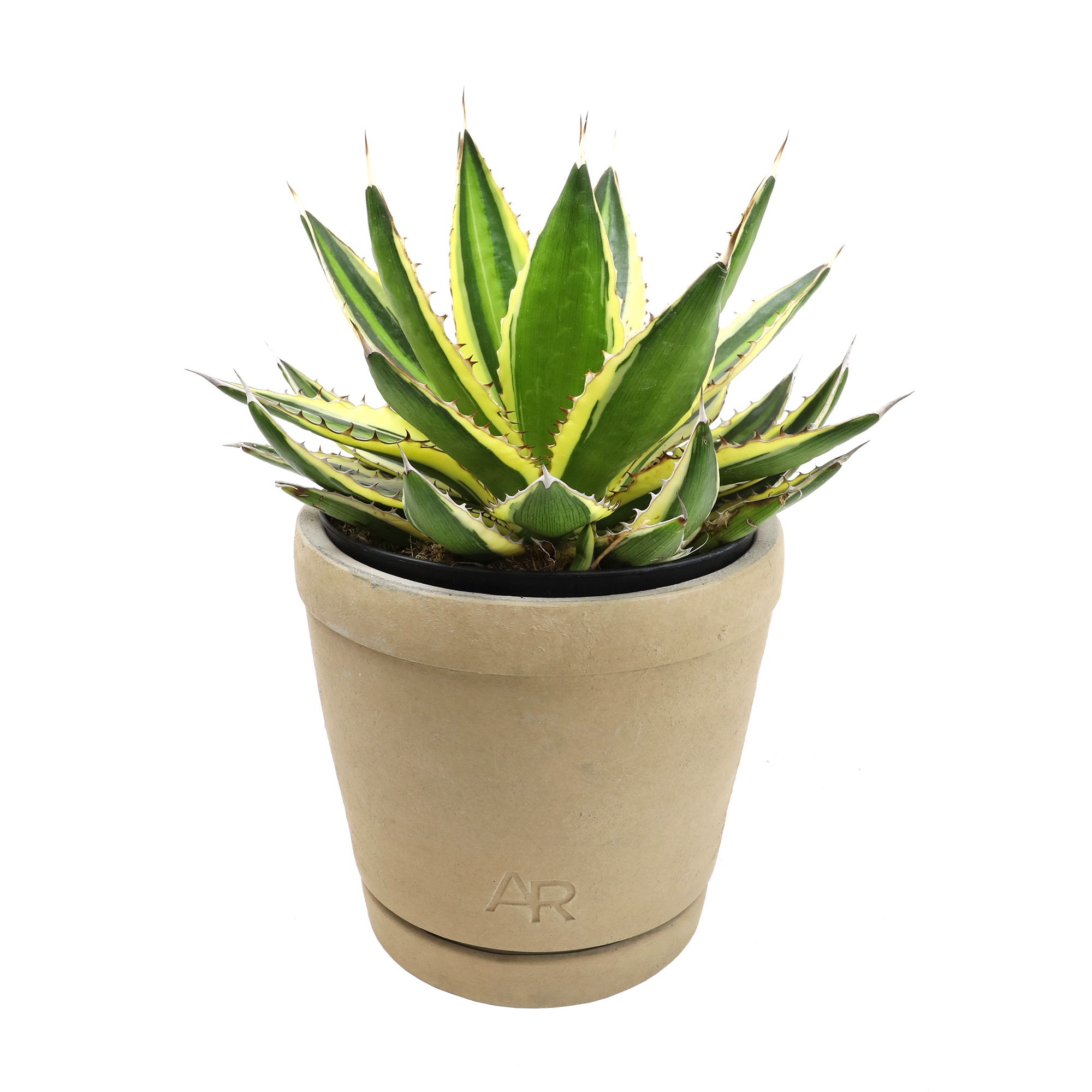 ALOE VERA Plante en pot, Aloe, 12 cm - IKEA Suisse