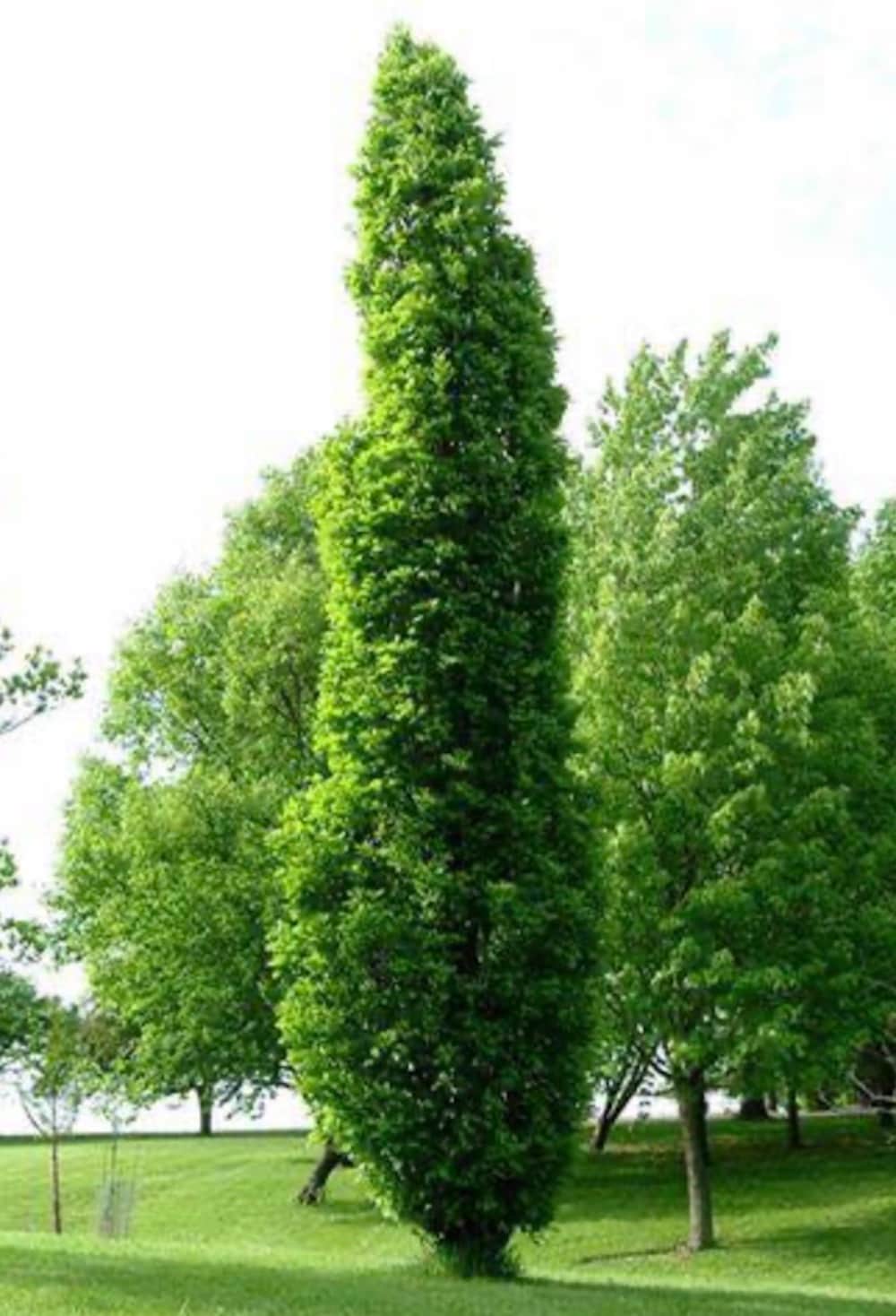  NURSERY 7.28 -Gallon Shade Kindred spirit oak In pot (with soil)