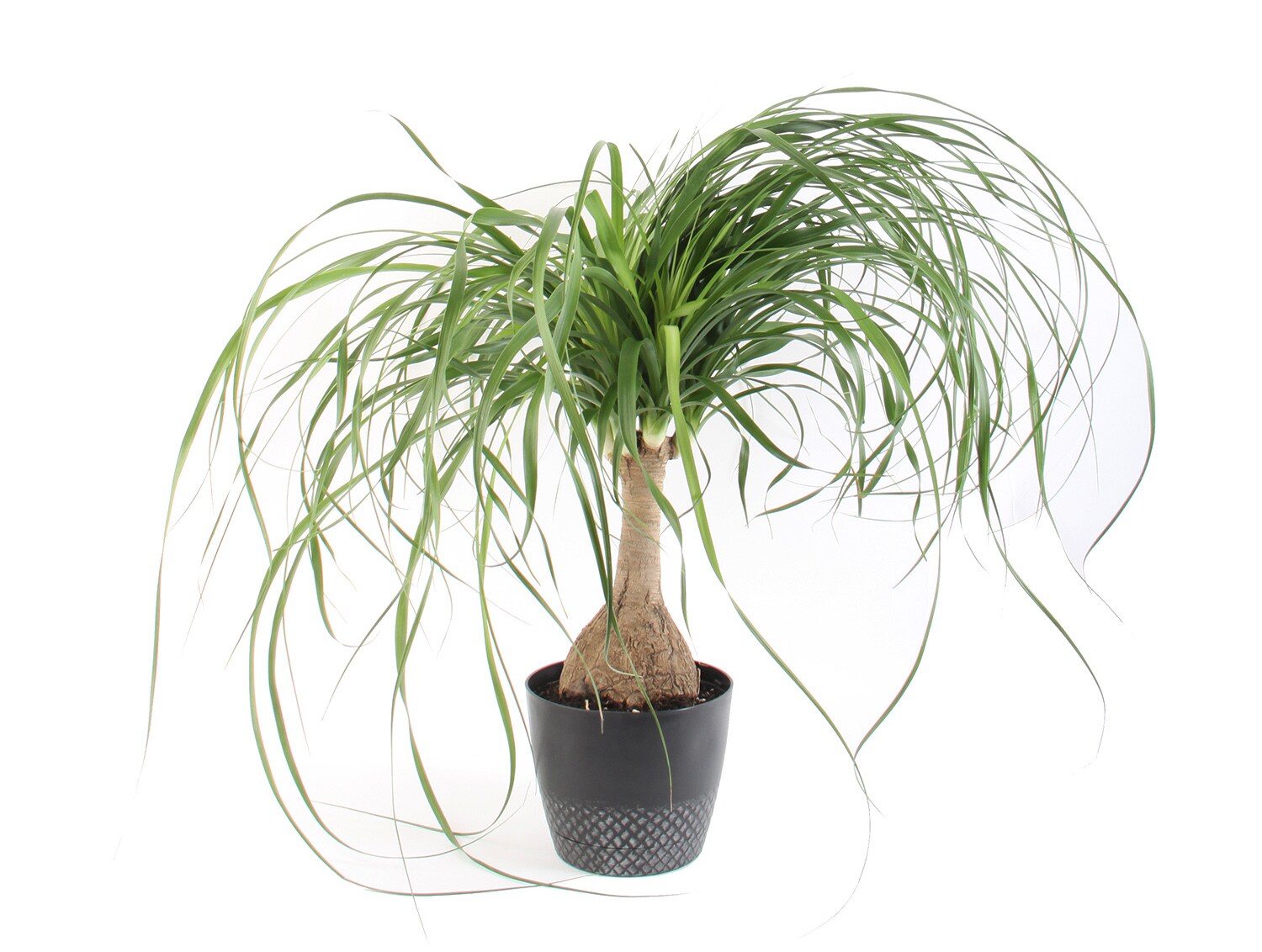 Ponytail Palm House Plants at Lowes.com