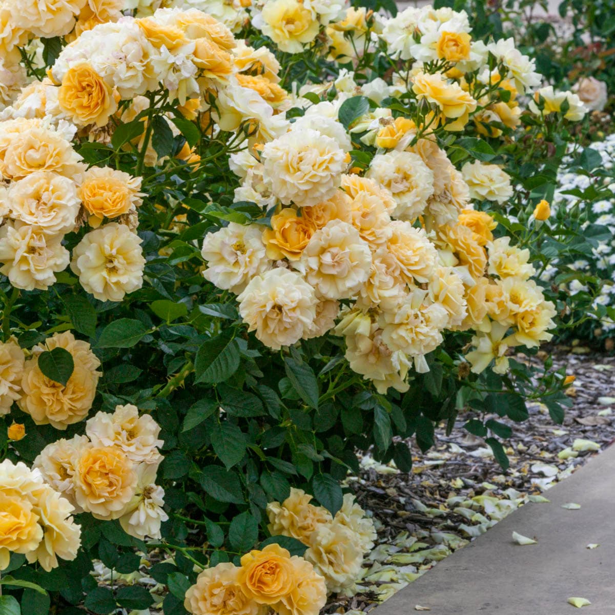 Spring Hill Nurseries 88153 roses - View #2