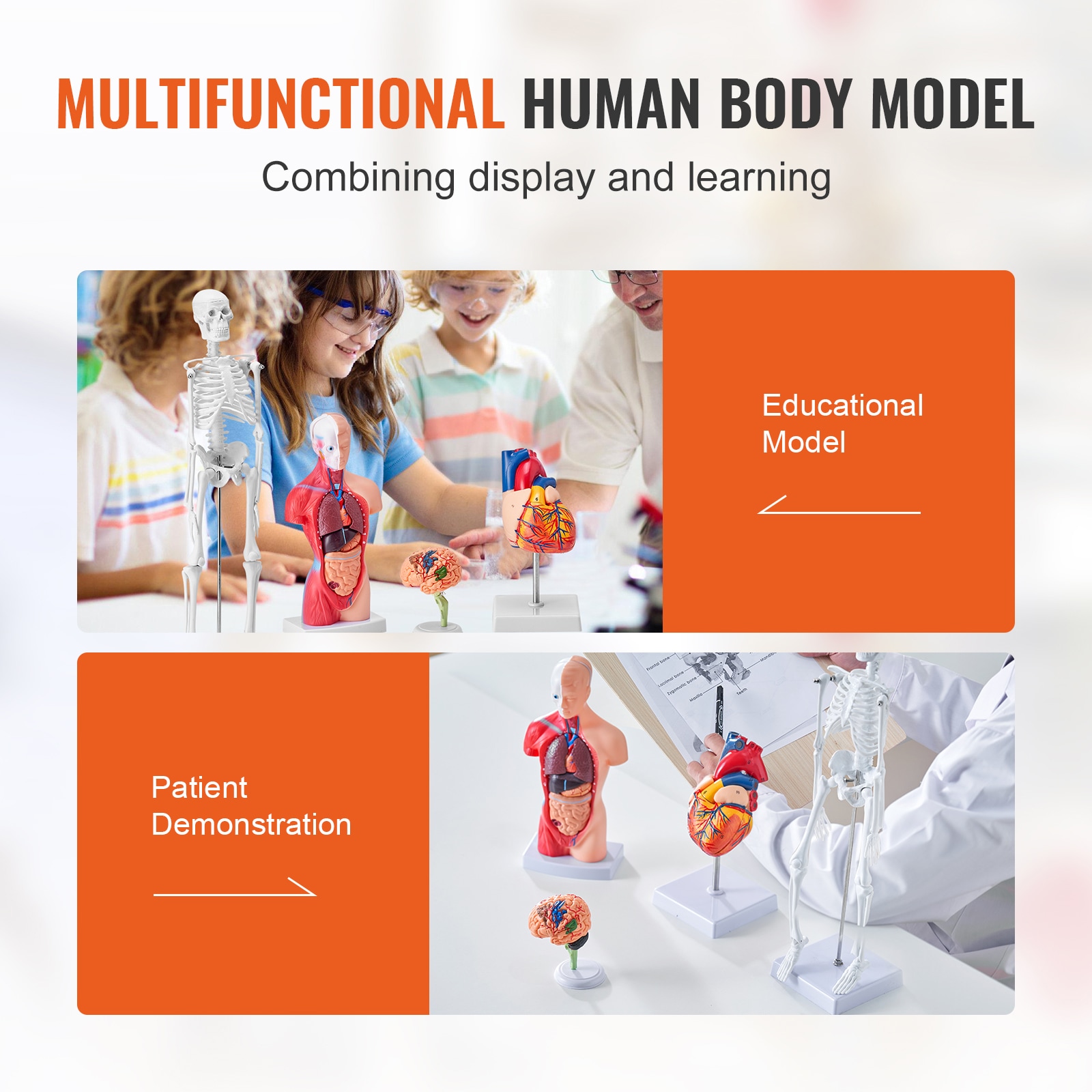 GIVIMO 4-Piece Human Anatomy Model Set with Torso Brain Heart and ...