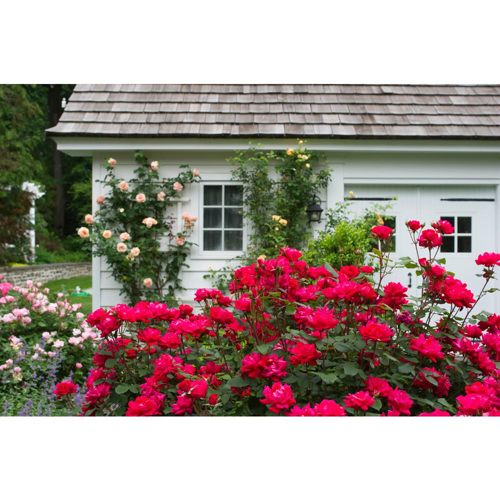 Knock Out Red Double Knock Out Rose Flowering Shrub in 2-Gallon Pot ...