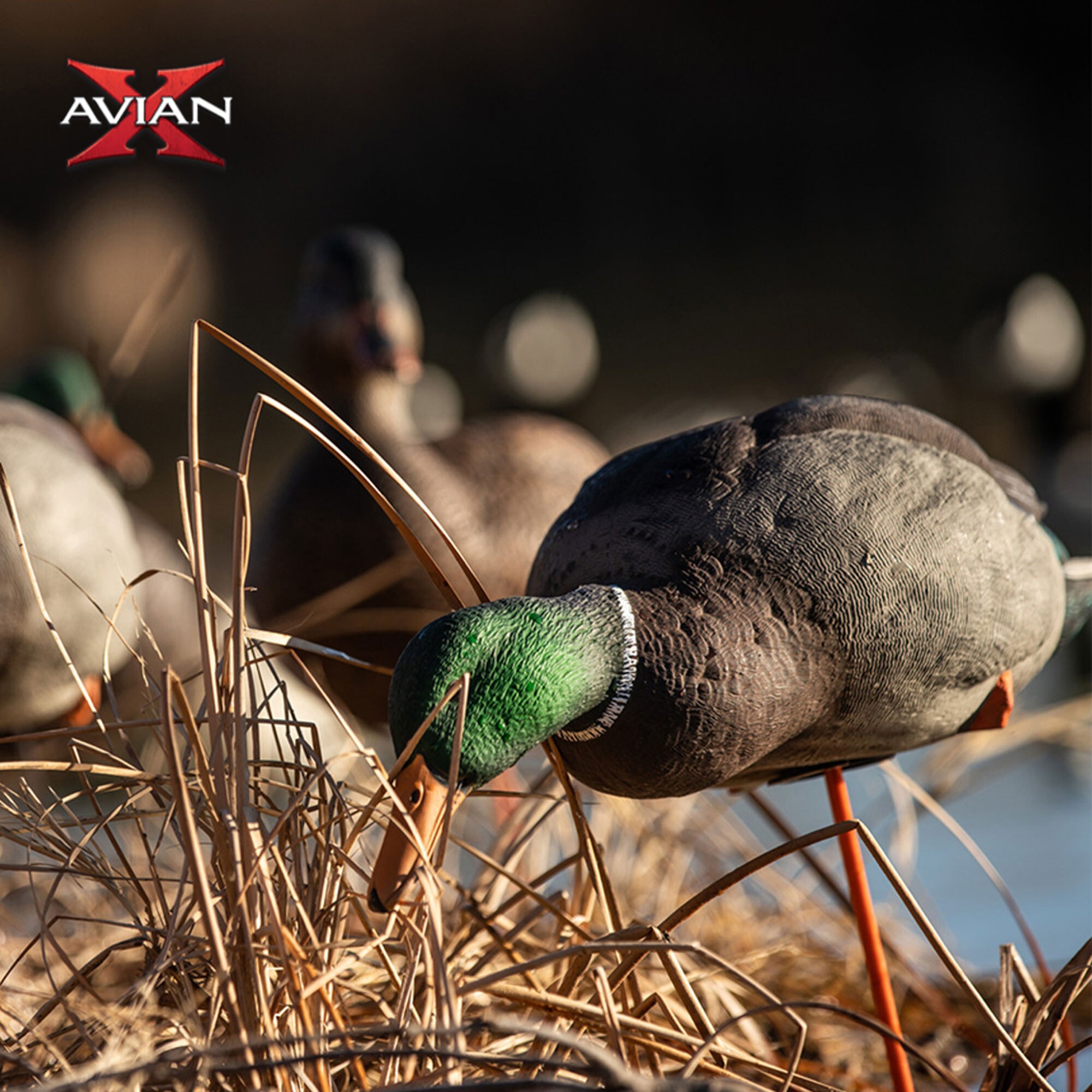  Avian X 399260 Hunting-Equipment - View #6